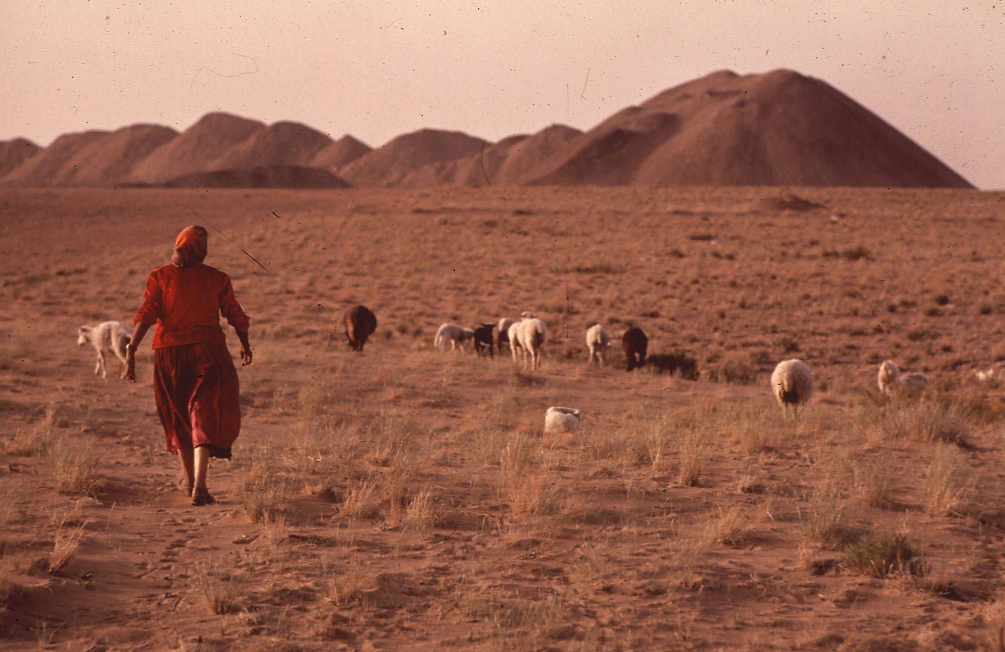 Photo of a women herding sheep near a coal mine in New Mexico. In the foreground, a woman with wearing a red shirt and calf-length skirt is walking away from the viewer. In front of her is a small herd of sheep in a landscape with scattered tufts of grass. In the background are large mounds of coal.