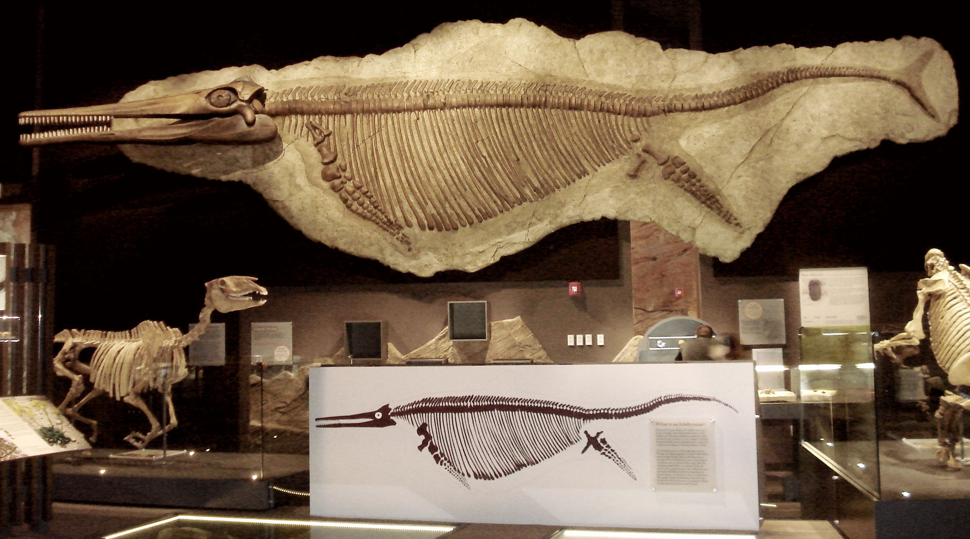 Photograph of a museum display of the ichthyosaur Shoniosaurus. The display includes a large ichthyosaur skeleton preserved on a flat block of stone mounted from the ceiling. The ichthyosaur has a long skull, a deep body, and four short flippers. The end of the tail is forked. Under the mounted skeleton is a diagram of a skeleton. Other displays are in the background.