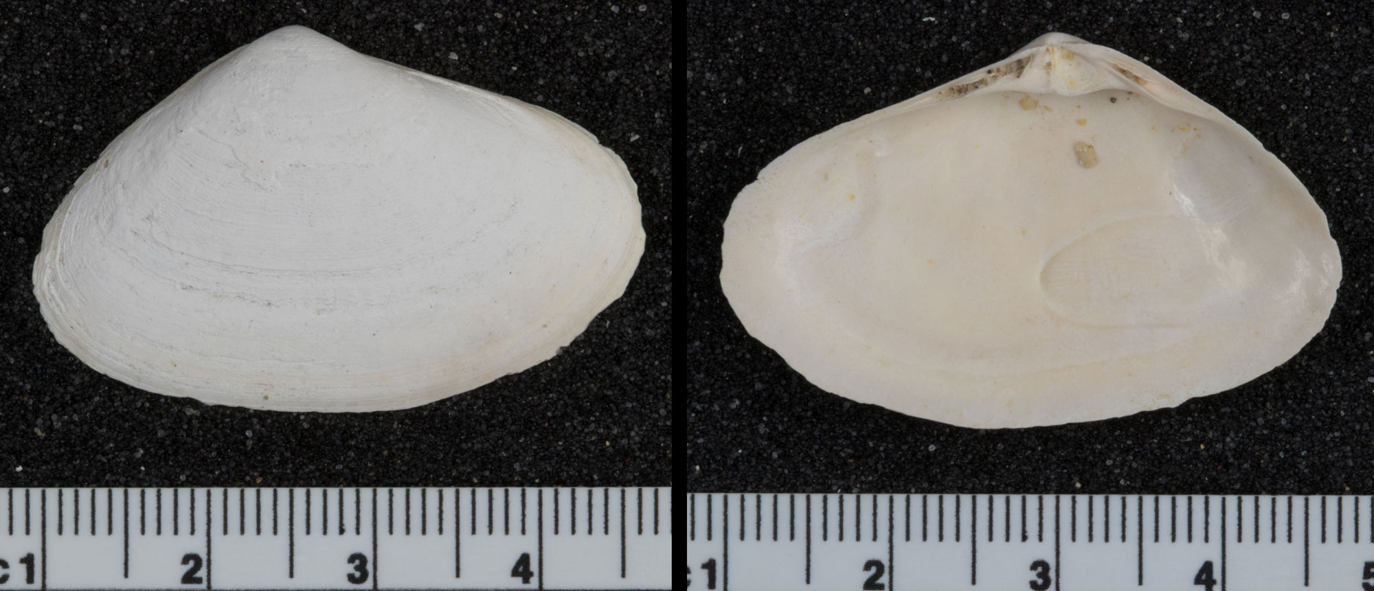 Photographs showing two views of a single valve of a clam shell, one of the outer surface and one of the inner surface. The shell is wider than tall and white in color. A ruler at the bottom each image indicates that the valve is about 3.5 centimeters across.