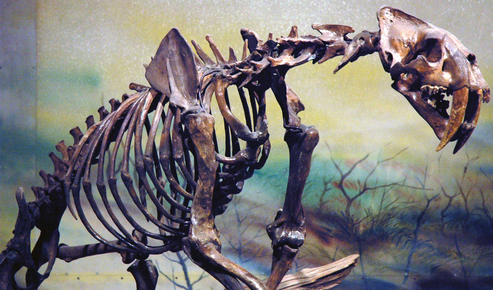 Photograph of a mounted skeleton of a saber-toothed cat on display in a museum. The skull of the cat has two very long, slightly curved canine teeth in its upper jaw.