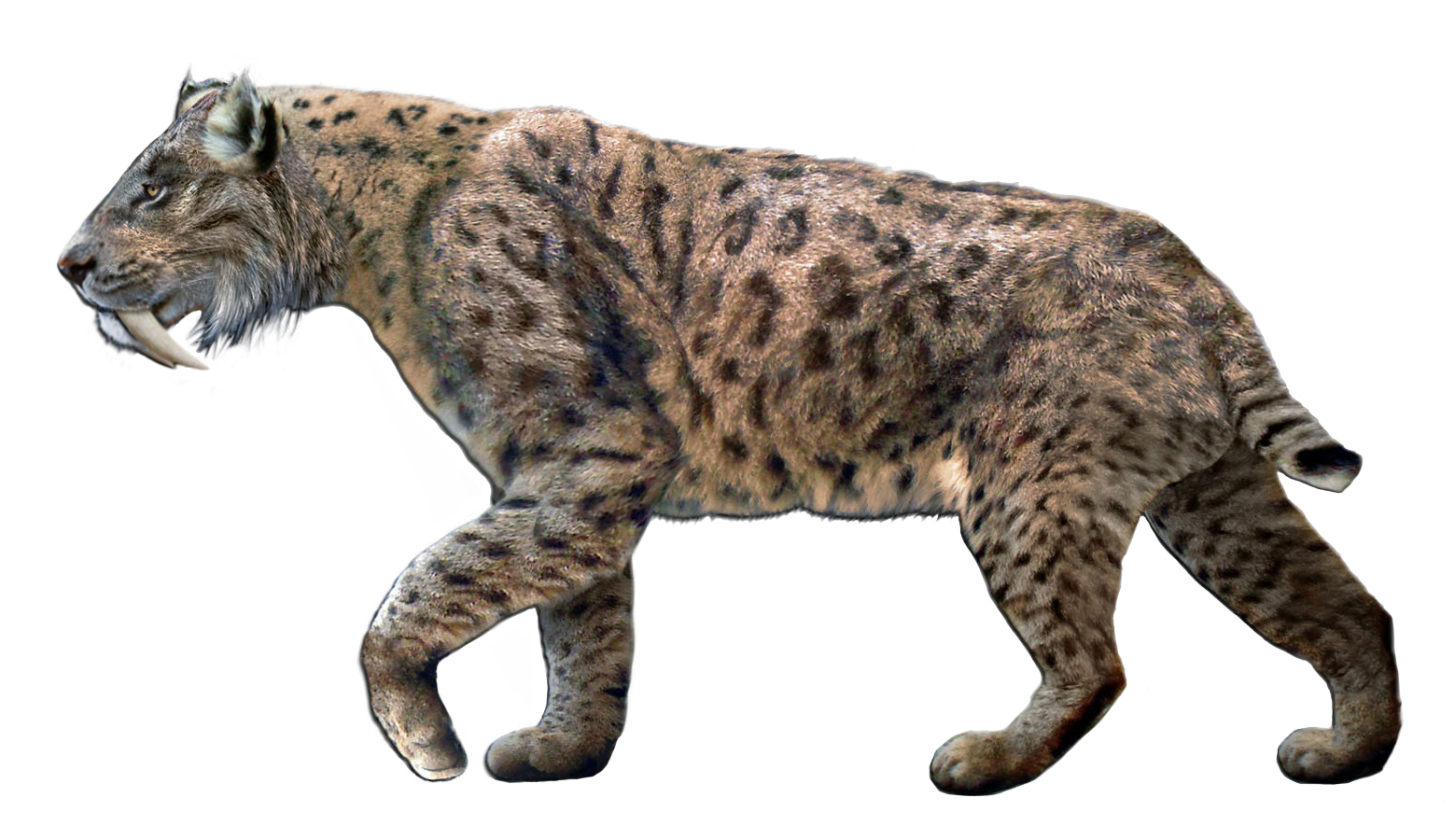 Illustration reconstructing a saber-toothed cat as it may have looked in like. The image shows a stout-bodied cat with a spotted tan coat, short tail, and long canine teeth.