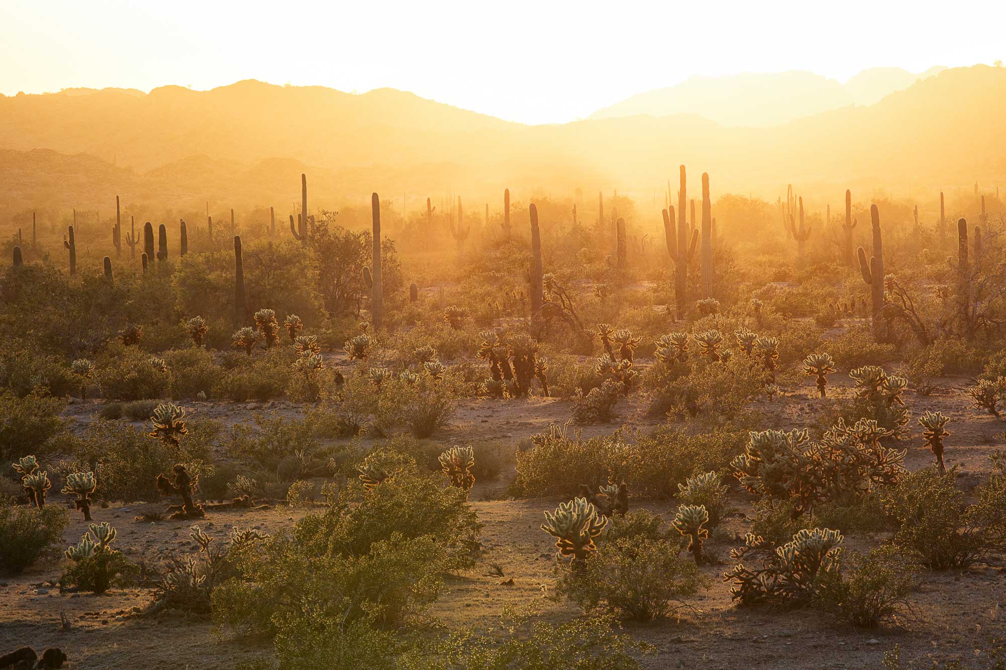 Photograph of the Sonoran Desert in Arizona. The photo shows the sun just over a low mountain range, flooding the landscape with yellow to orange sunlight. In the foreground, branch saguaro cacti, short, highly branched cholla cacti, and shrubs dot the arid landscape.
