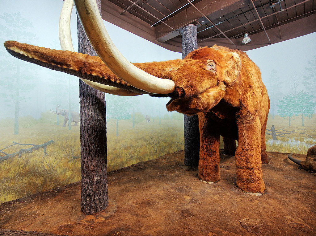Photograph of life-size model of a Columbian mammoth, the state fossil of South Carolina.
