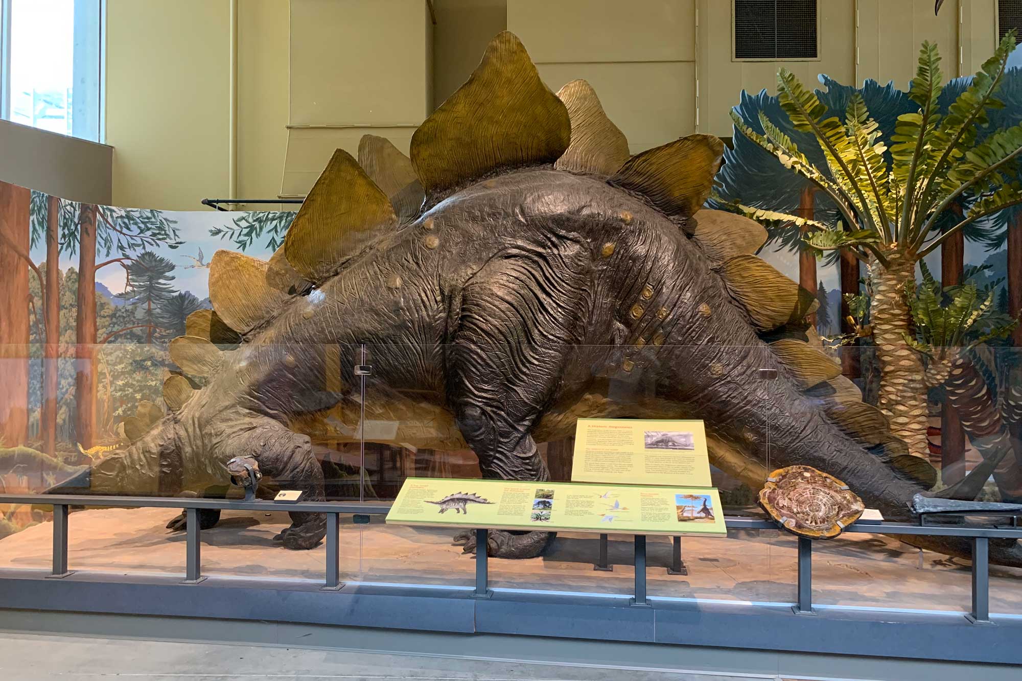 Photograph of Steggy the Stegosaurus model, which was once on display at the Smithsonian and is now at the Museum of the Earth in Ithaca, New York.