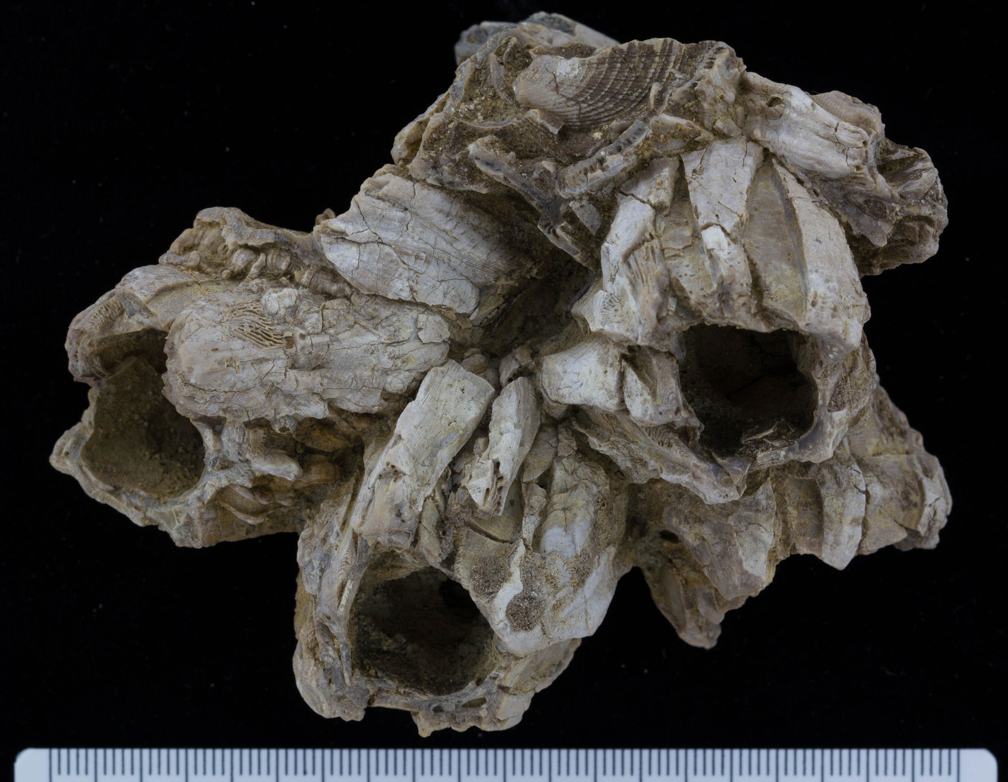 Photograph of a group of fossil barnacles from the Pliocene of California. The barnacles look like short tubes that are clustered together. The specimen is about 10 centimeters across based on a ruler at the bottom of the photograph.