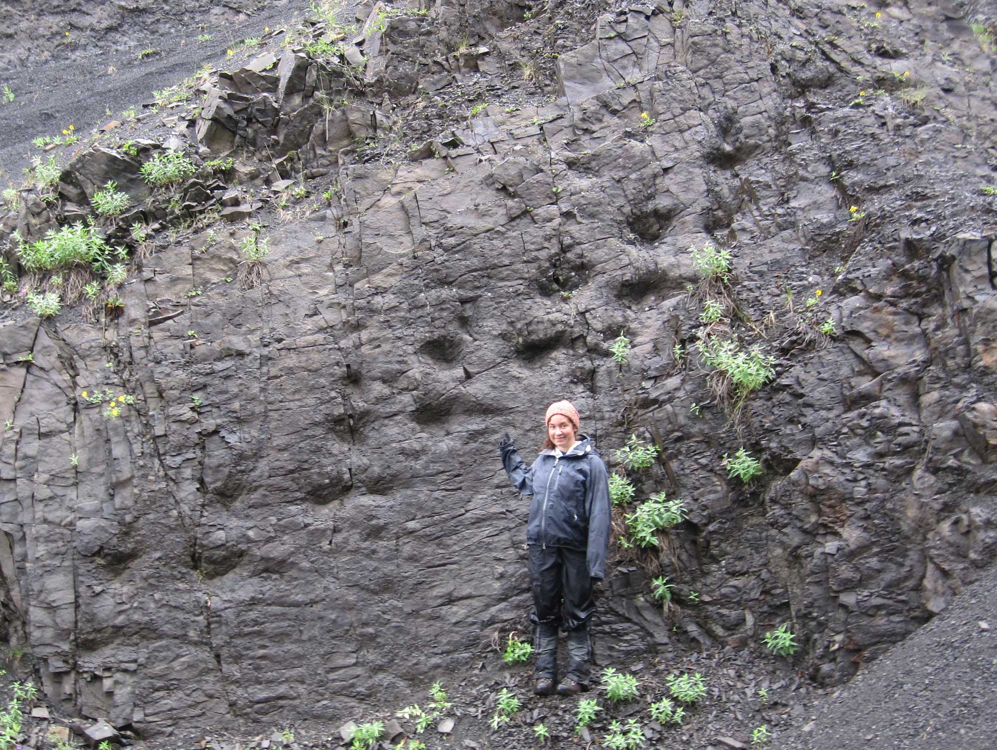 Photograph of a Cretaceous fossil trackway at Denali National Park. The trackway is preserved as a series of depression in two rows on a vertical gray rock face. A young woman stands in front of the trackway, pointing upward at it. 