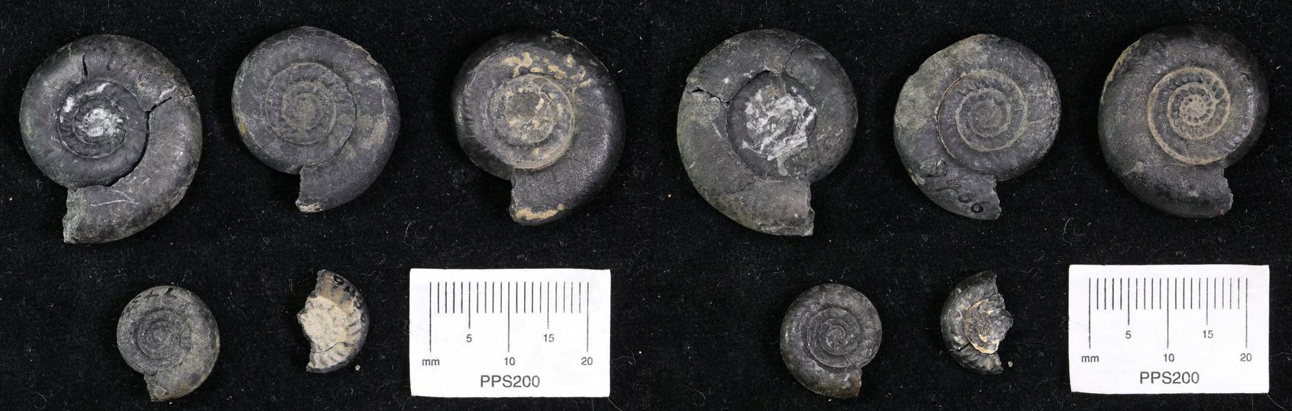 Photographs of 5 ammonoid shells from the Middle Triassic of Nevada. Each of the shells is black and coils in a single plane. The shells are small (slightly more than 2 centimeters or less). Shells are shown from one side in the first image, from the other side in the second. The shells have no obvious ornamentation.