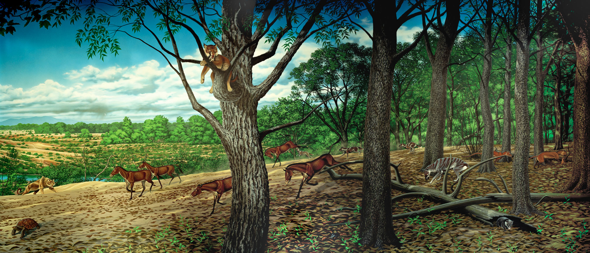 Mural of the Turtle Cover Member fauna and flora from the Oligocene of Oregon. In the picture, a forest grades into an open savanna or grassland. Horses and other herbivores can bee seen in the forest and grassland. A saber-toothed cat sits in a tree.