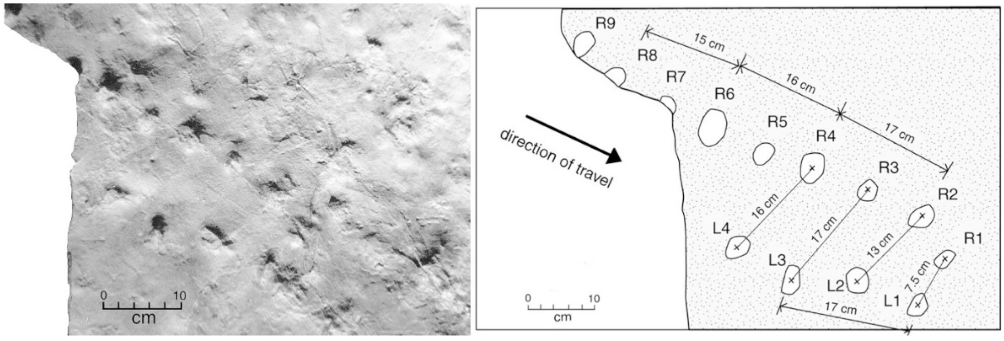 2-panel image. Panel 1: Black and white photograph of a turtle trackway from the Eocene of Washington. The tracks go from the upper left corner to the lower right corner of a rock slab. Panel 2: Drawing of the same slab shown in panel 1 indicating the positions of the tracks and the distances between them. Distances between left and right tracks are 7.5 to 16 centimeters. Distances between tracks in same line are 15 to 17 centimeters.