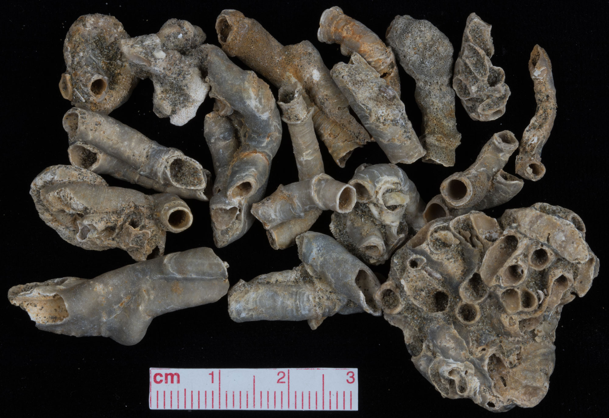 Photograph of fossil worm snails from the Pleistocene of California. The shells look like a series of narrow tubes, some in groups.