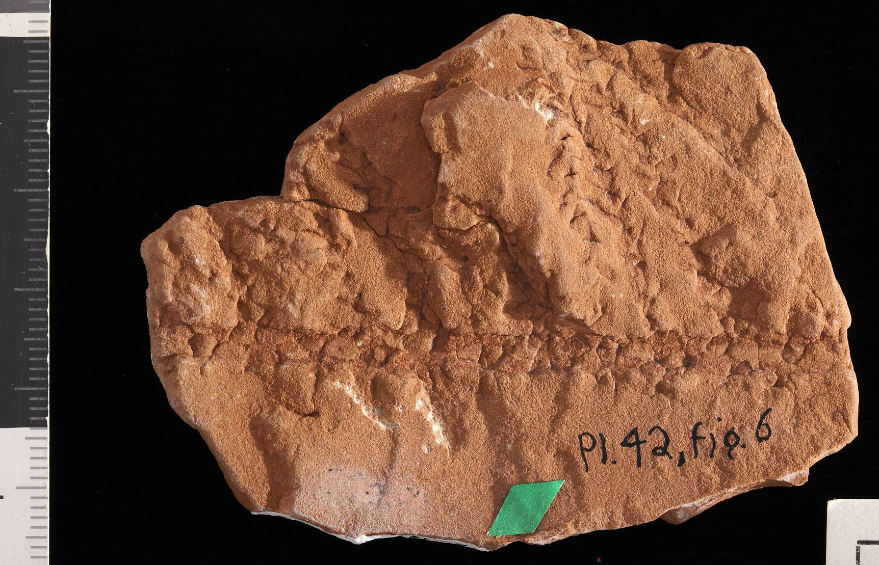 Photograph of a fossil conifer branch from the Permian Hermit Shale of Arizona. The fossil is preserved in a medium-orange rock on which the impression of a branch with lateral branches given off on its right side are preserved. Impressions of scale or needle leaves are also present.