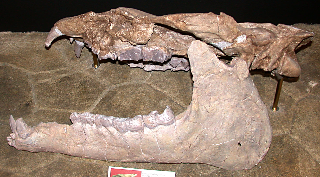 Photo of the skull of Zaisanamynodon protheroi, an extinct mammal related to modern rhinoceroses, from the Eocene Clarno Formation. The skull has a jaw with large teeth. The upper part of the skull is harder to see.