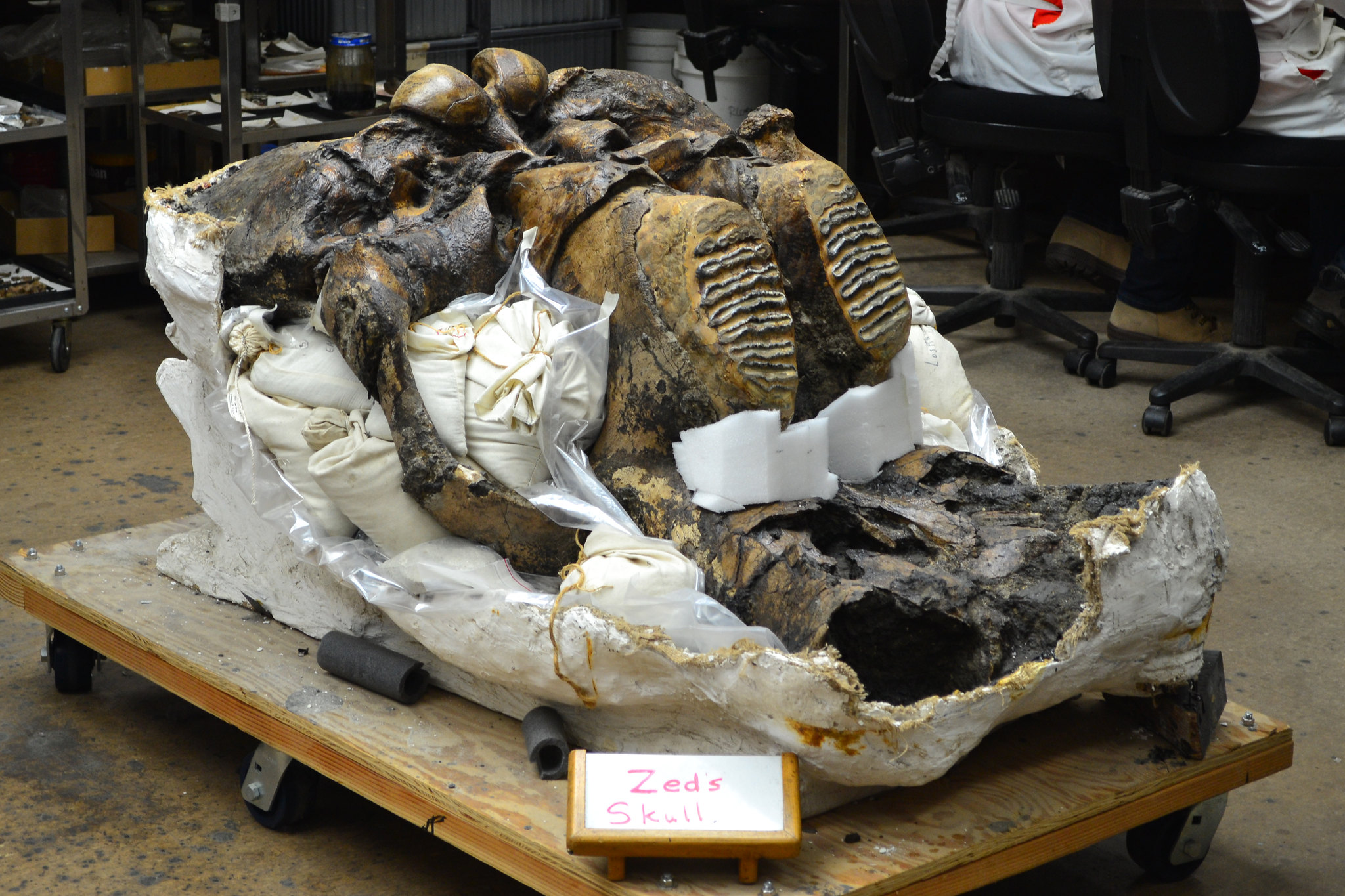 Photograph of the underside of a Columbian mammoth skull with two molars exposed at La Brea Tar Pits, California.