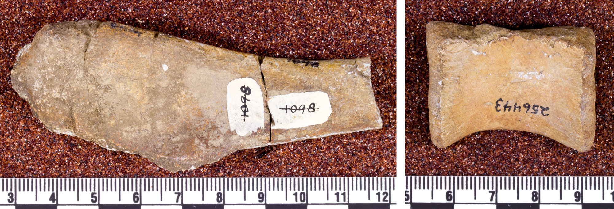 2-panel image showing photographs of bone fragments from a Jurassic sea crocodile found in Oregon. Panel 1: Partial upper arm bone. The bone is oriented horizontally, with a rounded end to the left and a broken end to the right. It is about 9 centimeters long. Panel 2: Part of a vertebra.