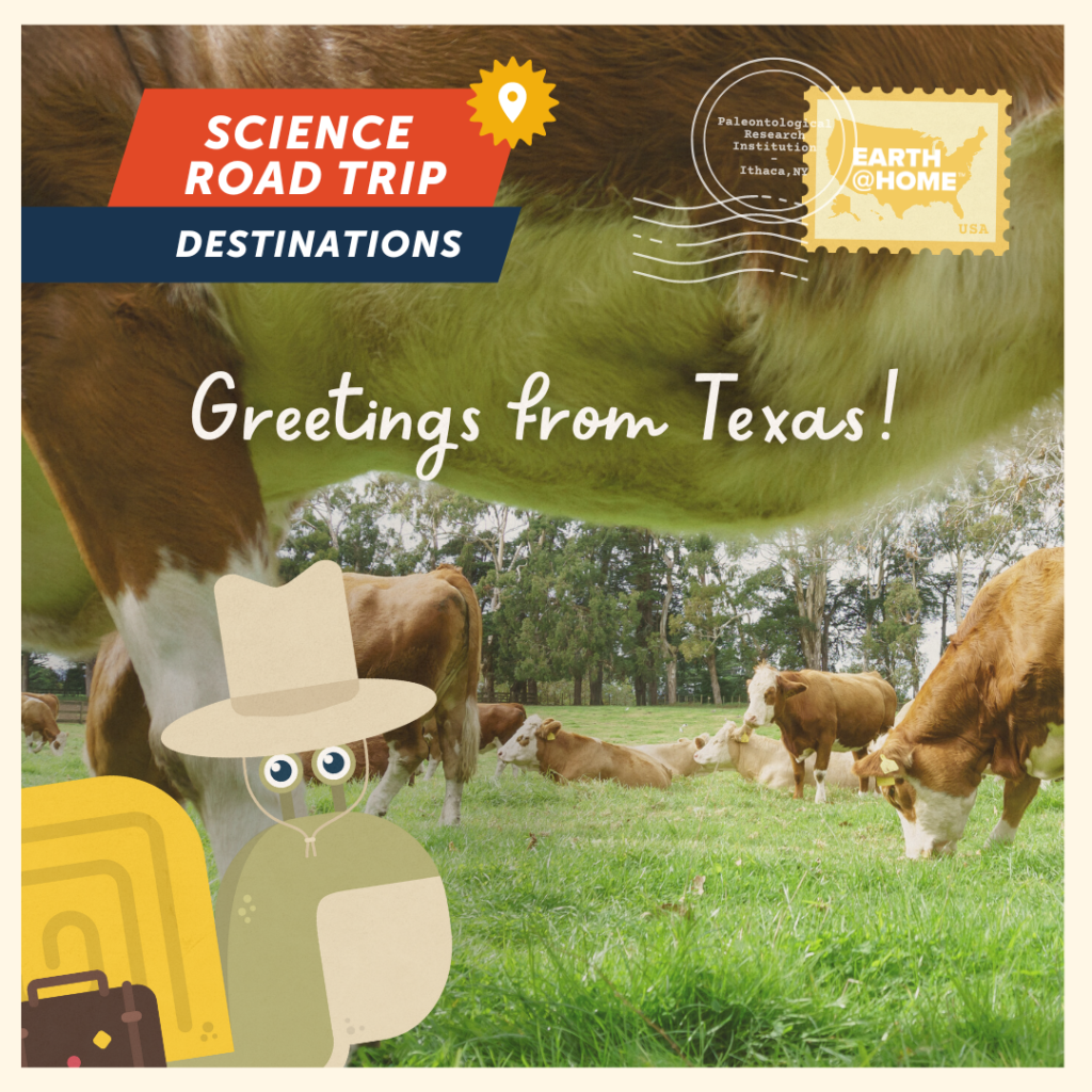 Greetings from Texas Earth@Home Postcard, photo of Gilbert D. Snail in a field with cows, view from underneath a cow. Text: "Science Road Trip Destinations. Greetings from Texas!" With Earth@Home stamp.