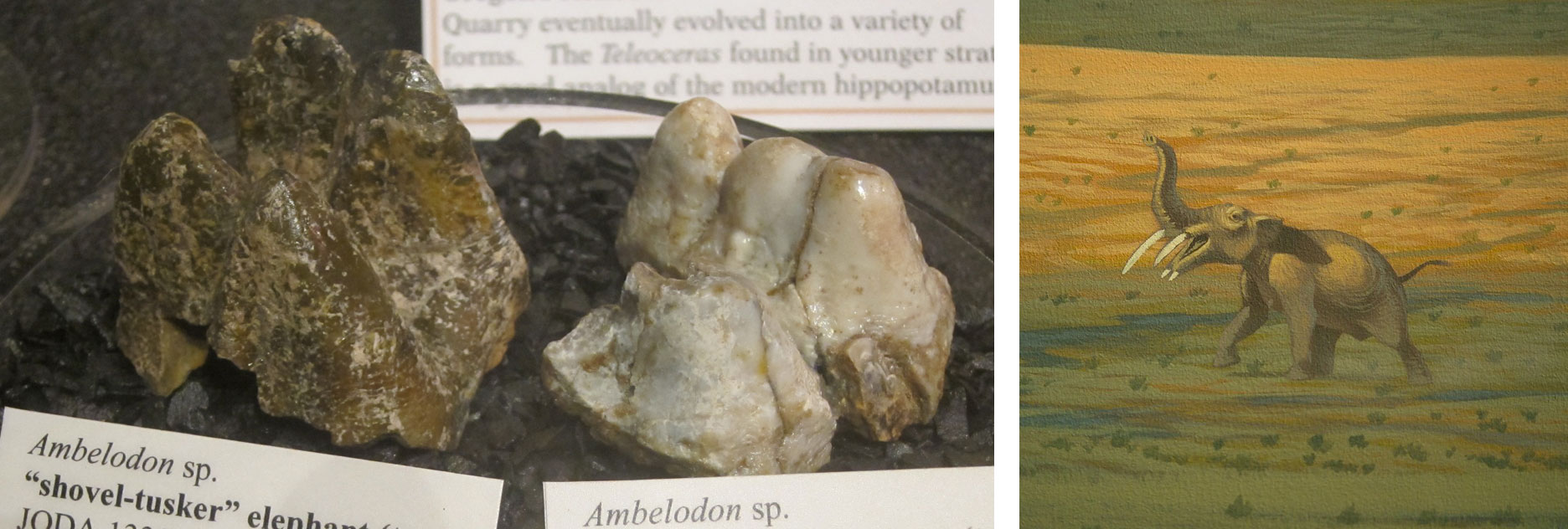 2-panel figure of a shovel-tusker elephant from the Miocene Rattlesnake Formation. Panel 1: Photograph of two teeth in a tray of gravel. The teeth have multiple pointed cusps. Panel 2: Portion of a mural showing a shovel-tusker as it may have appeared in life. The animal is elephant-like, except the upper tusks are straight and pointed slightly downward, and two short tusks protrude from the lower jaw.