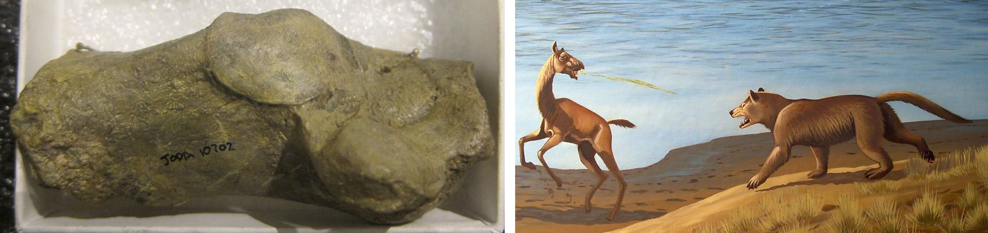 2-panel figure showing mammals from the Miocene Mascall Formation. Panel 1: Photograph of the heel bone fo a bear-dog. The bone is slightly elongated with knob exposed. Panel 2: Portion of a mural showing a bear-dog confronting a camel. The camel is rearing up and has its head turned to face the bear-dog. It is spitting at the bear-dog.