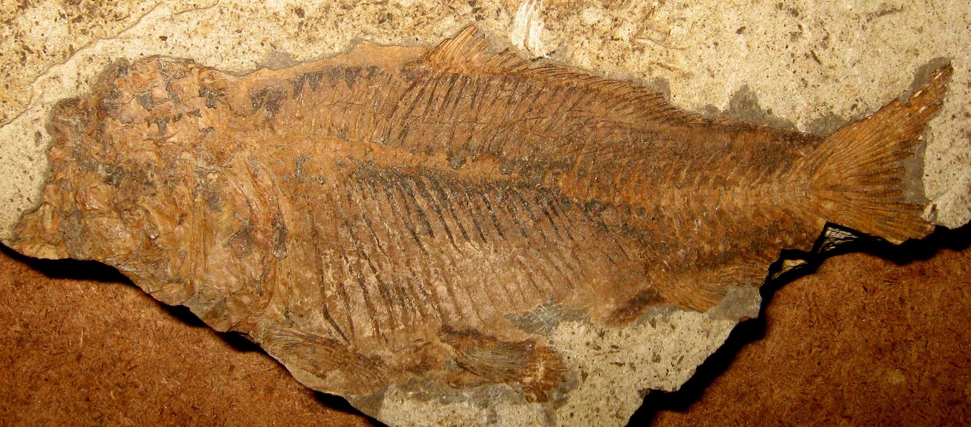 Photograph of a fossil sucker fish from the Eocene Republic fossil site, Washington. The fish appears relatively complete.