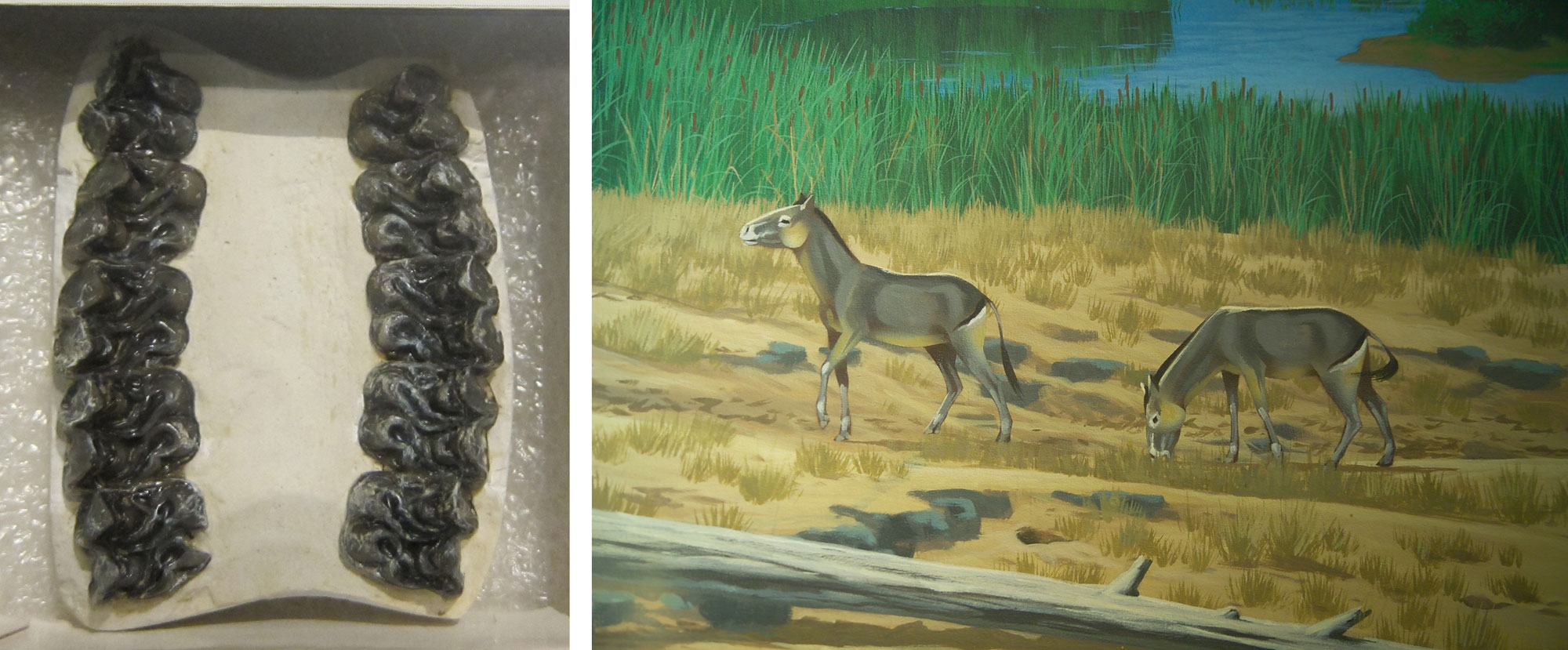 2-panel image of the ancient horse Archaeohippus from the Miocene Mascall Formation. Panel 1: Photograph of 10 teeth in two rows embedded in what appears to be a reconstructed piece of bone. Panel 2: Portion of a mural showing two Archaeohippus as they may have appeared in life. The horses are in a grasses area near a river that is flanked by dense stands of cattails.