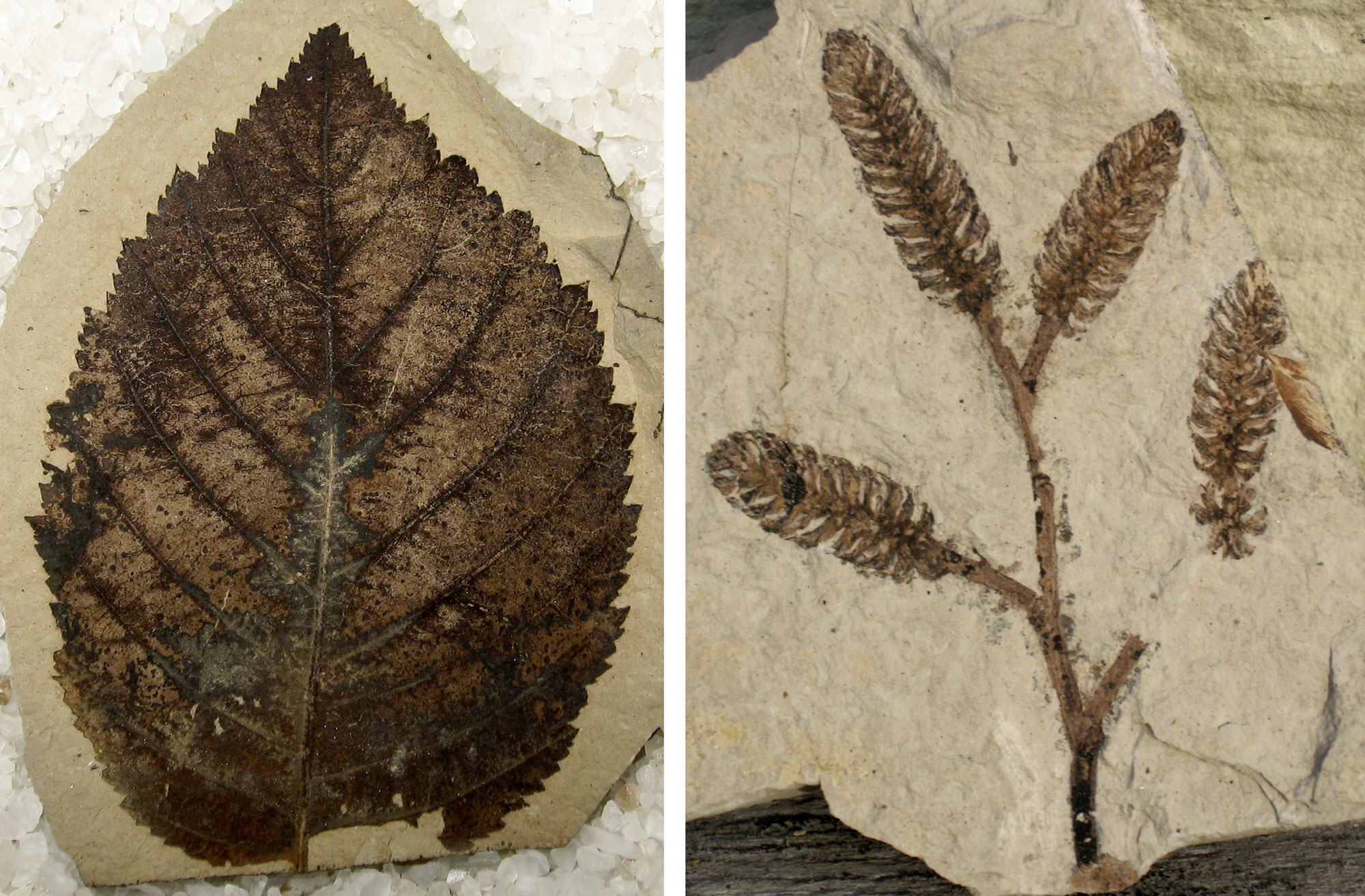 2-panel image of photographs showing birch family fossils from the Eocene of Republic, Washington. Panel 1. A birch leaf. The leaf is simple with a toothed margin and pinnate venation. Panel 2. A branch bearing alternately arranged branches, each ending in a so-called "cone." The cones are really groups of flowers or fruits.