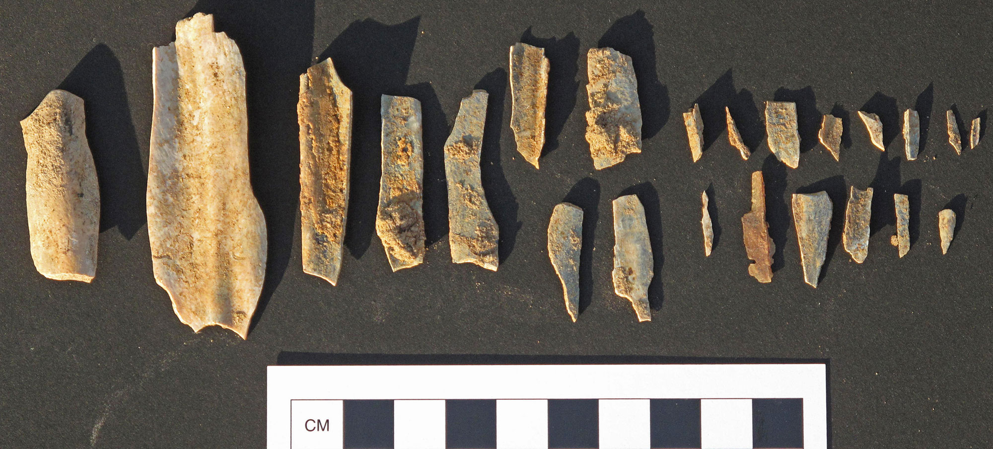 Photograph tooth shards from an extinct camel, Pleistocene, Oregon. The pieces of tooth are irregular in shape, thin, and off-white in color. 