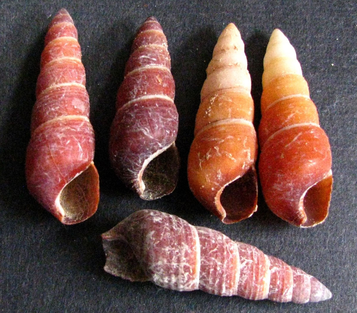 Photograph of land snail shells of the species Carelia cochlea from Kauai. The shells range from dark pink to orangish in color and are elongated in shape. Five shells are shown in the image, four in a line with their spires pointing upward, and one underneath with the tip of its spire pointed to the right.