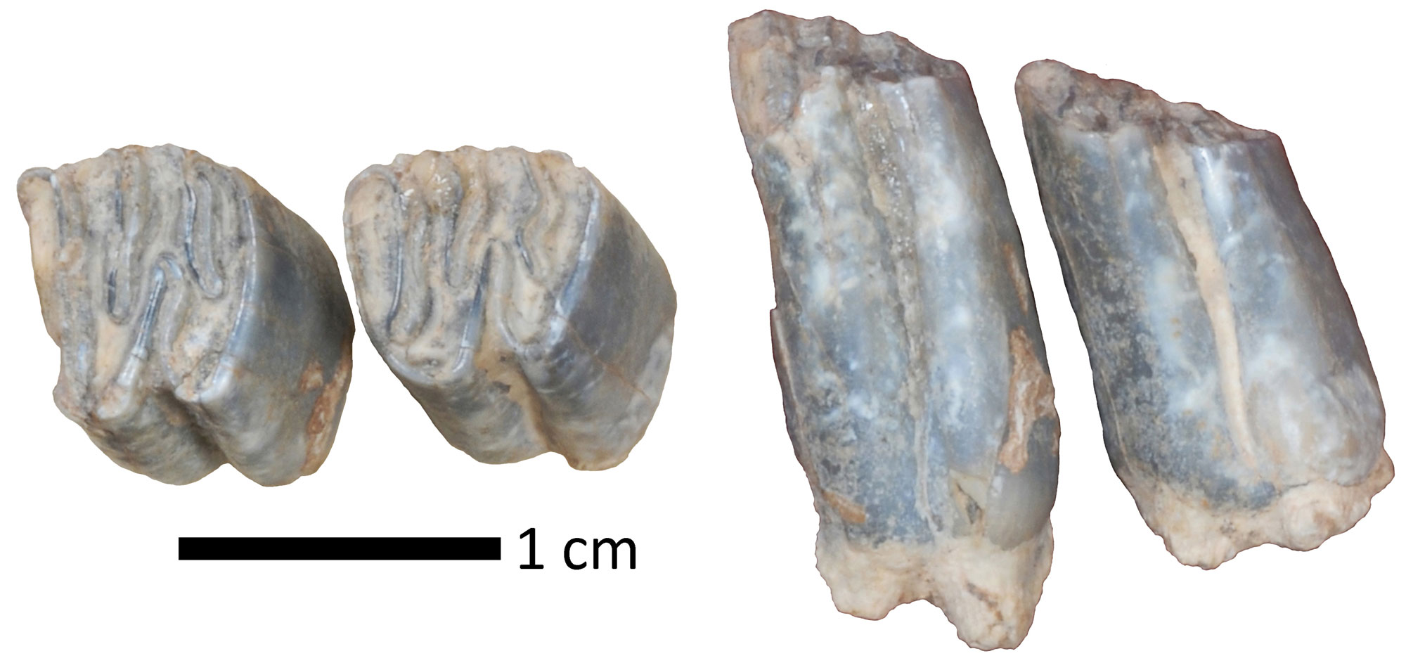 Photographs of beaver teeth from the Rattlesnake Formation. The image shows the chewing surfaces and side views of two teeth. Each tooth is nearly square when viewed from above, with low cusps. When viewed from the sides, the teeth are rectangular.