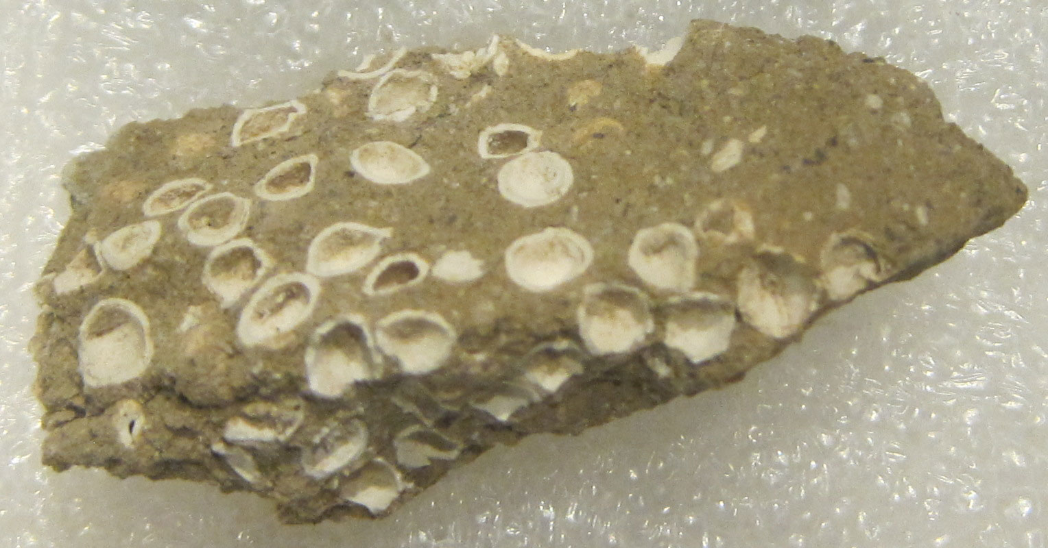 Photograph of a chunk of brown rock with white hackberry seeds embedded in it from the Miocene Mascall Formation. The seeds are oval-shaped and many are broken open, showing hollow interiors.