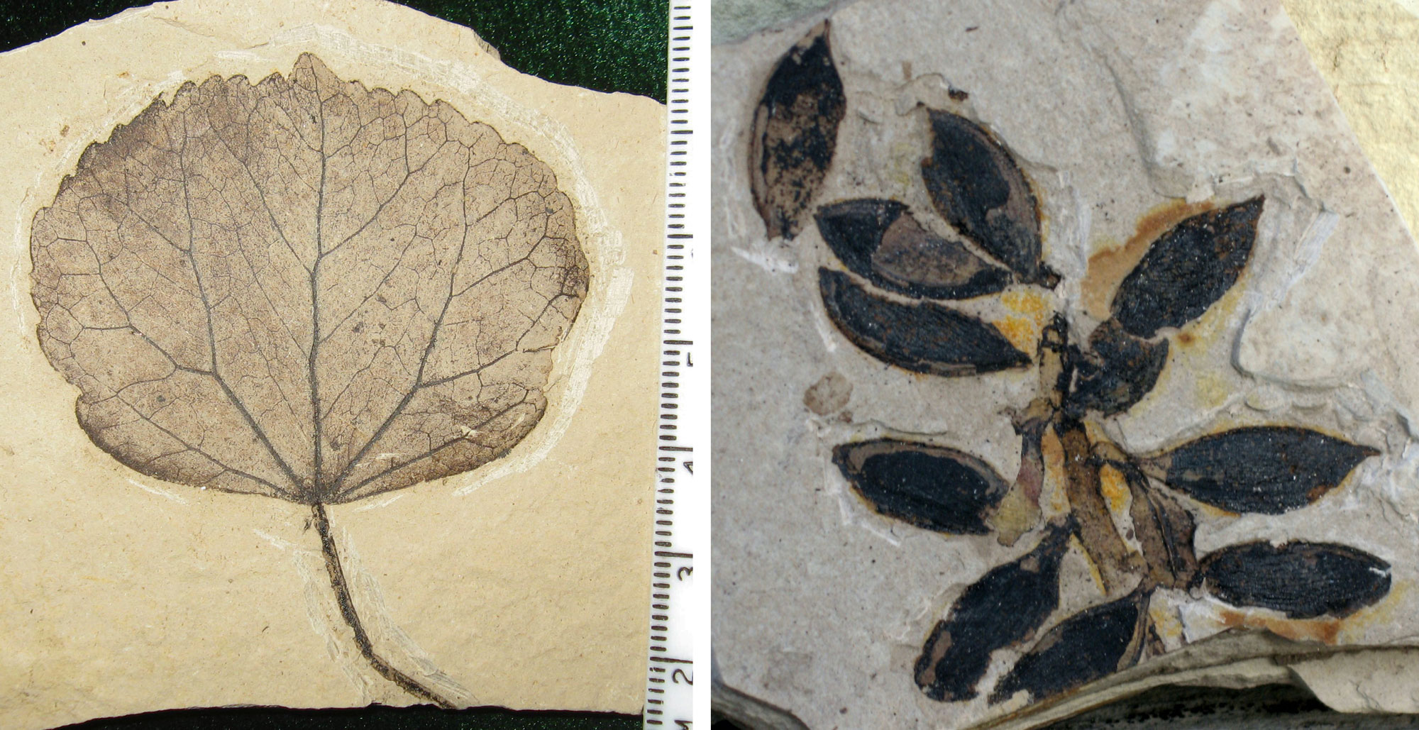 2-panel image of photographs showing fossils of an extinct relative of katsura from the Eocene of Republic, Washington. Panel 1: A leaf. The leaf is simple and round in shape, probably wider than long. The petiole (stalk) is long and the margin to tooted. Multiple primary veins radiate from the leaf base. Panel 2: A infructescence, or group of fruits. The infructescence has a central axis with alternately arranged fruits. The fruits are ellipsoid and pointed at the end. Each fruit has a pedicel, or fruit stalk.
