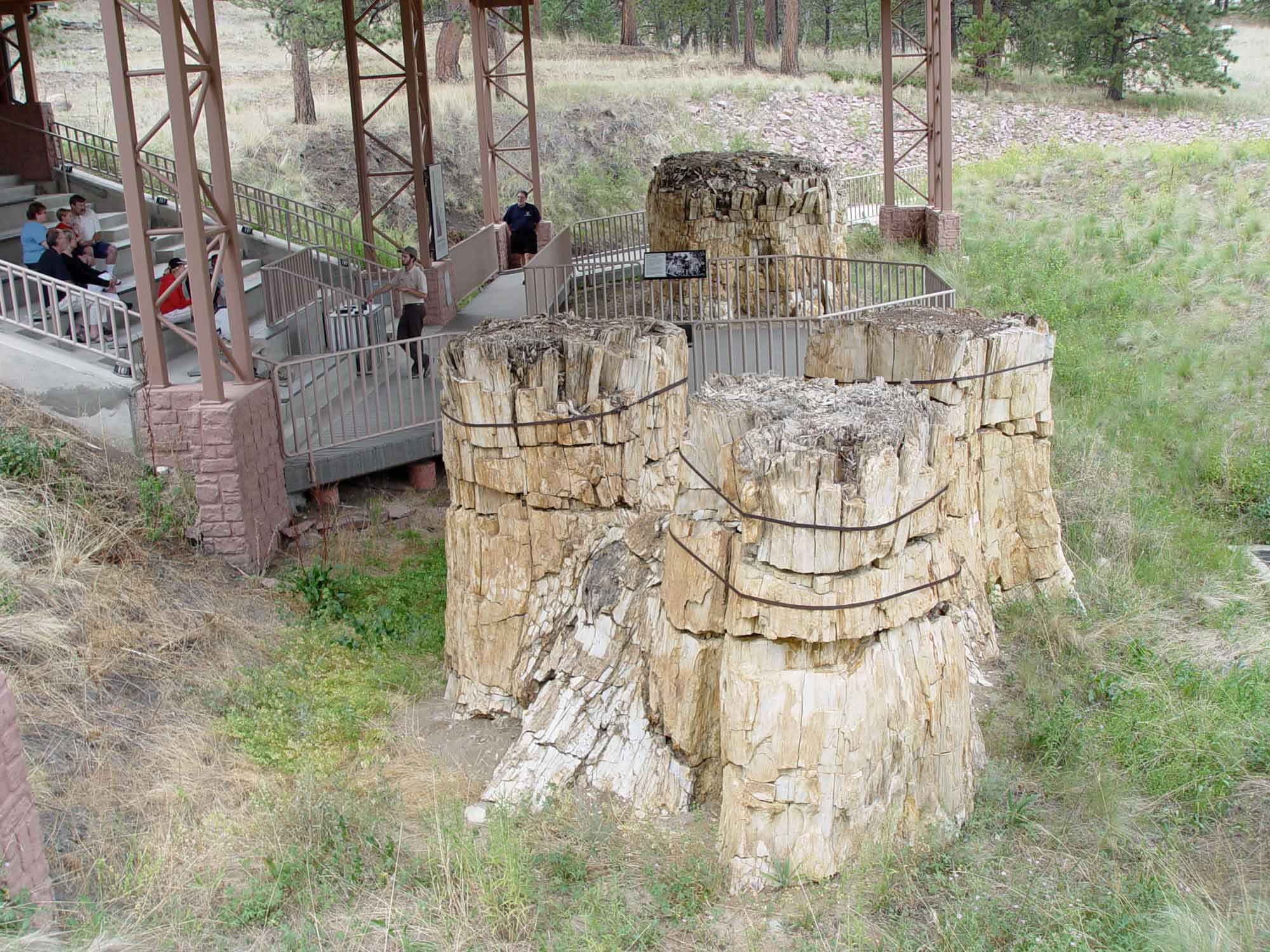 Photograph of a fossilized stump of a redwood tree at Florissant Fossil Beds in Colorado.