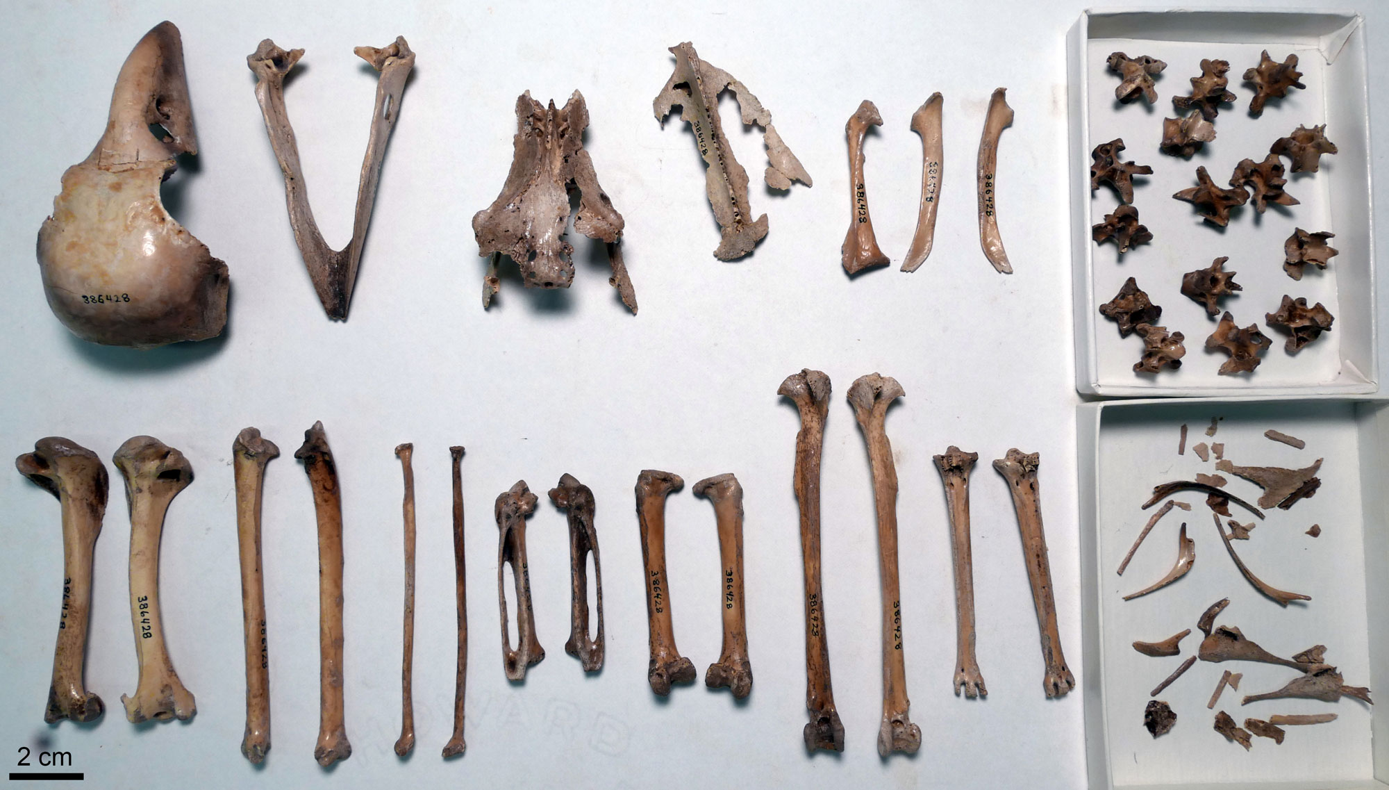 Photograph of subfossil bones of the high-billed crow from Oahu. The bones are laying on a white surface, with two additional boxes containing white bones at the right of the image. Bones include skull and limb bones and a sternum. The boxes contain vertebrae and small bones, possibly ribs.