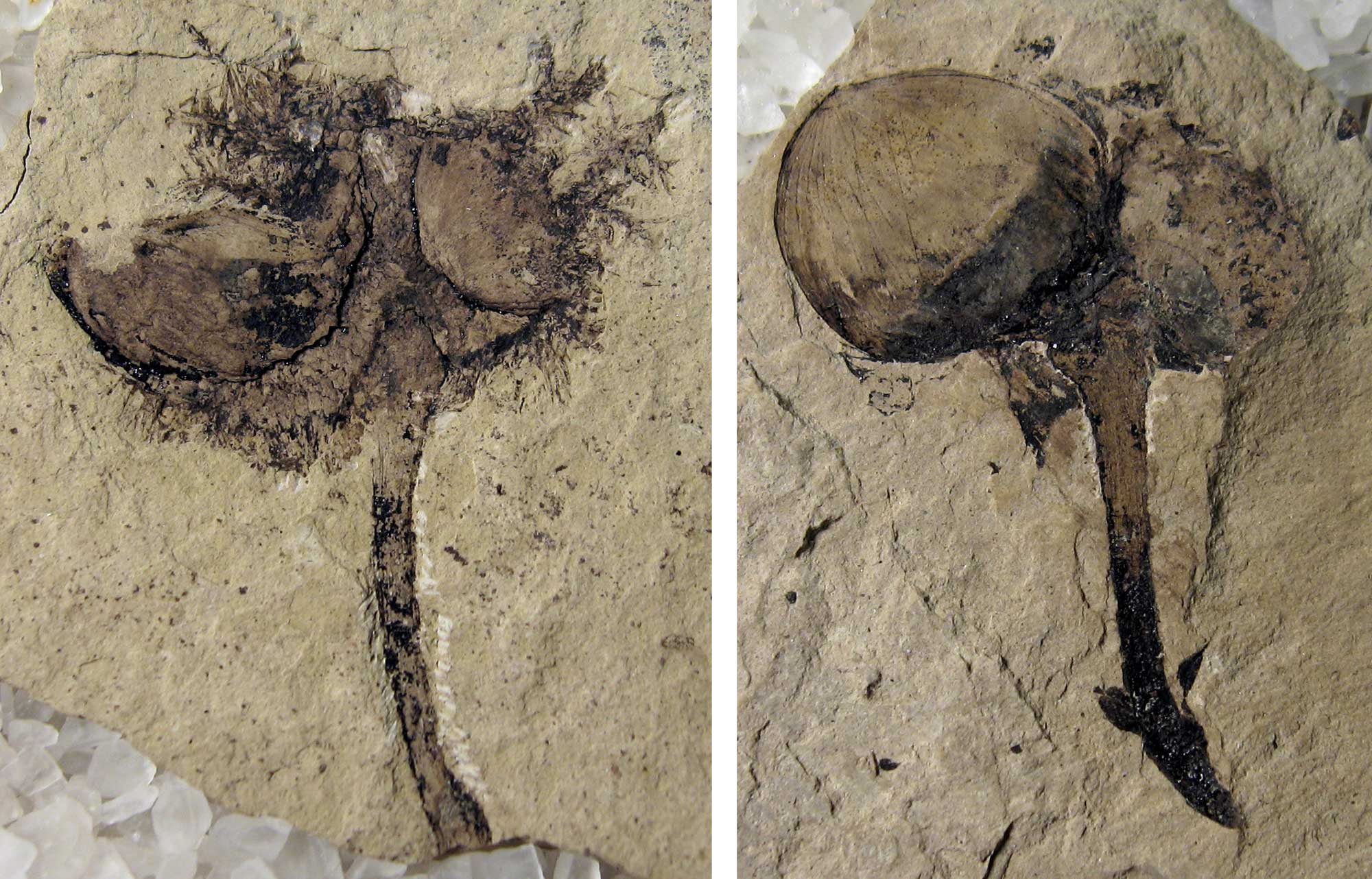 2-panel image of photographs showing fossil hazelnuts from the Eocene of Republic, Washington. Both photos show a stalk with two hazelnuts on its end. The left specimen has spiny cupules preserved at the bases of the nuts.