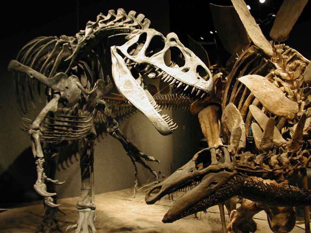 Photograph of dinosaur skeletons on display at the Denver Museum of Nature and Science.
