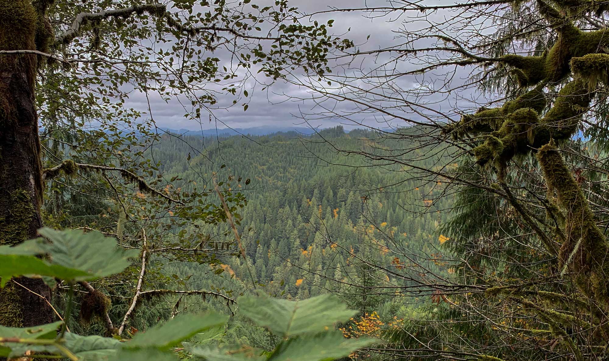 Photograph of the landscape in the Devil's Staircase Wilderness, Oregon. The photo shows a hilly landscape covered with conifers. The sky is overcast. In the foreground, branches are covered in moss.