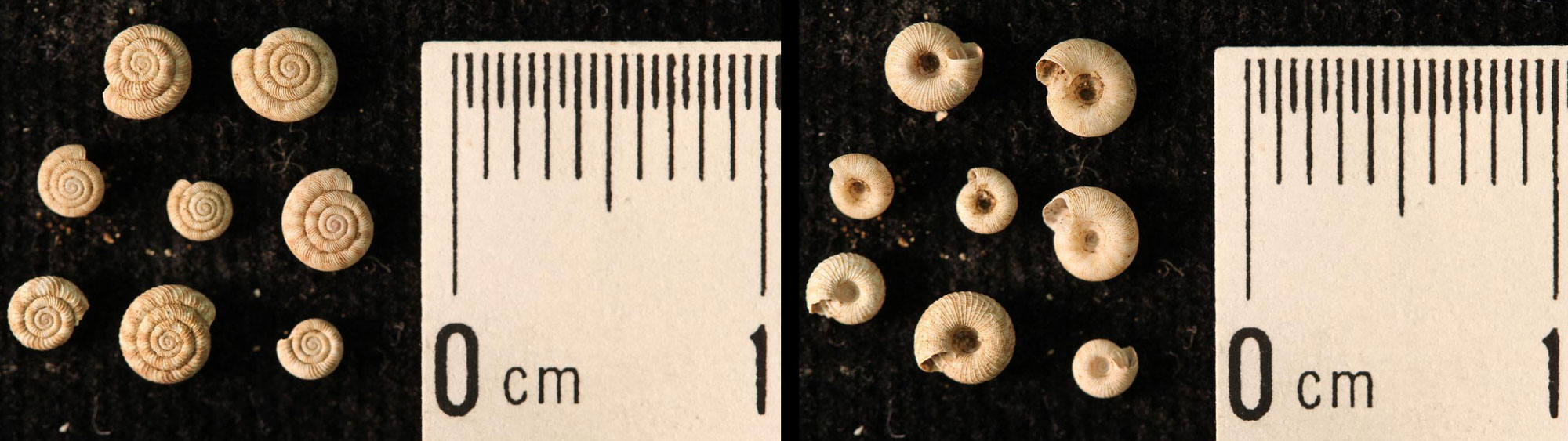 2-panel image showing view of both sides of eight land snail shells in the genus Endodonta from the Pleistocene of Oahu. The shells are very small (less than one half centimeter), coil in more or less a single plane, and are off-white in color with faint stripes on one side.