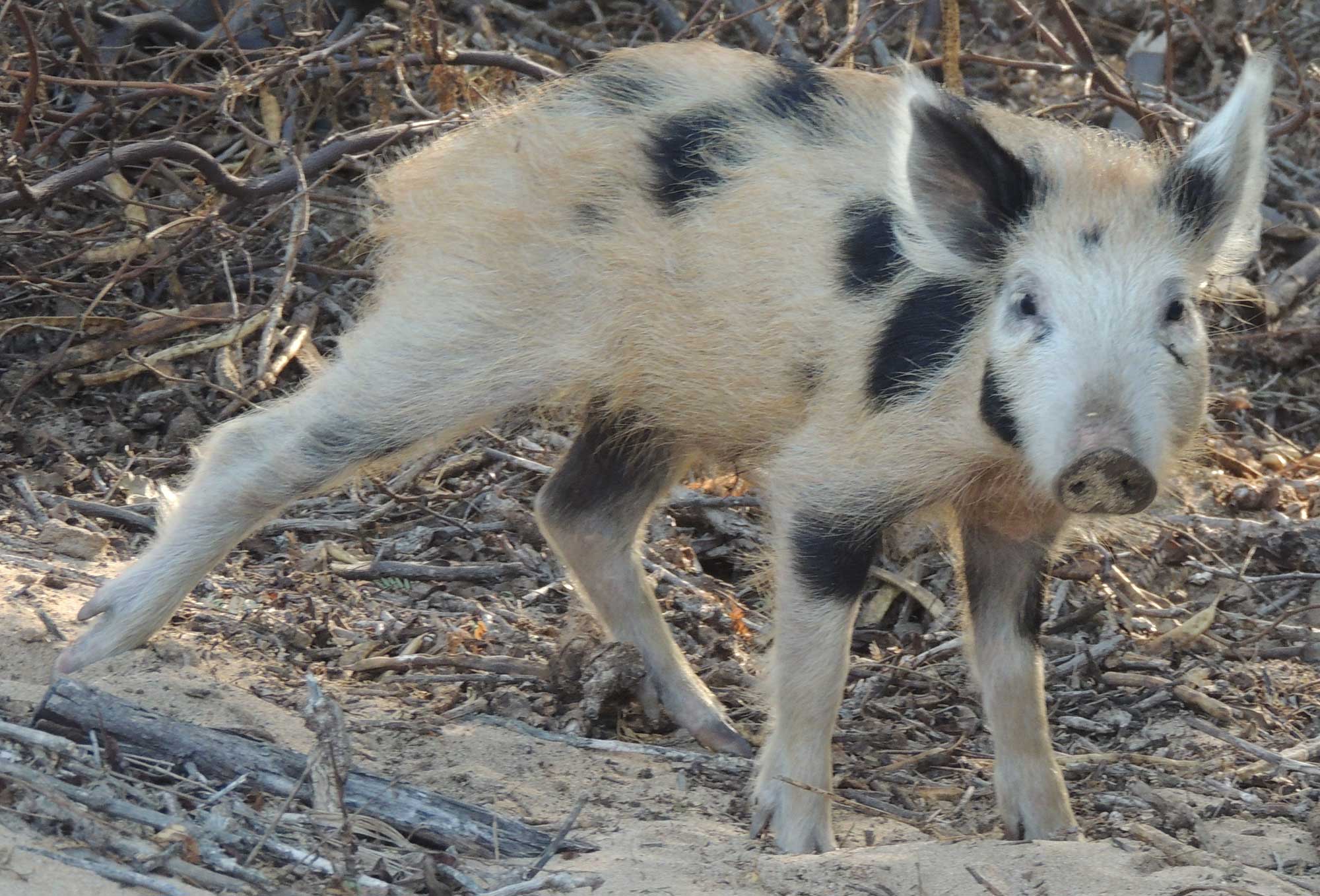 Photograph of a feral pig on Maui. The pig is covered in off-white hair with black spots.