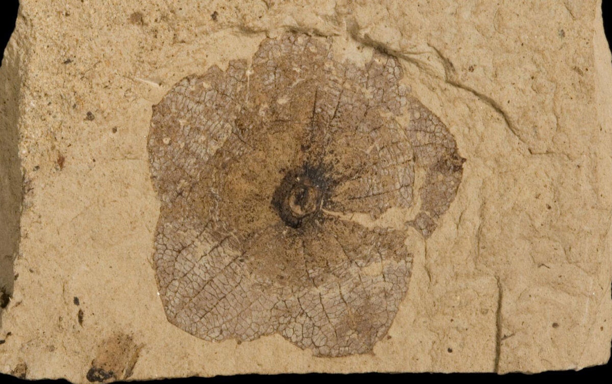 Photograph of Florissantia from the Eocene Republic flora of Washington. The fossil is a group of 5 sepals, part of the perianth of a flower. The sepals have a prominent network of veins. The center of the flower is circular and dark brown.
