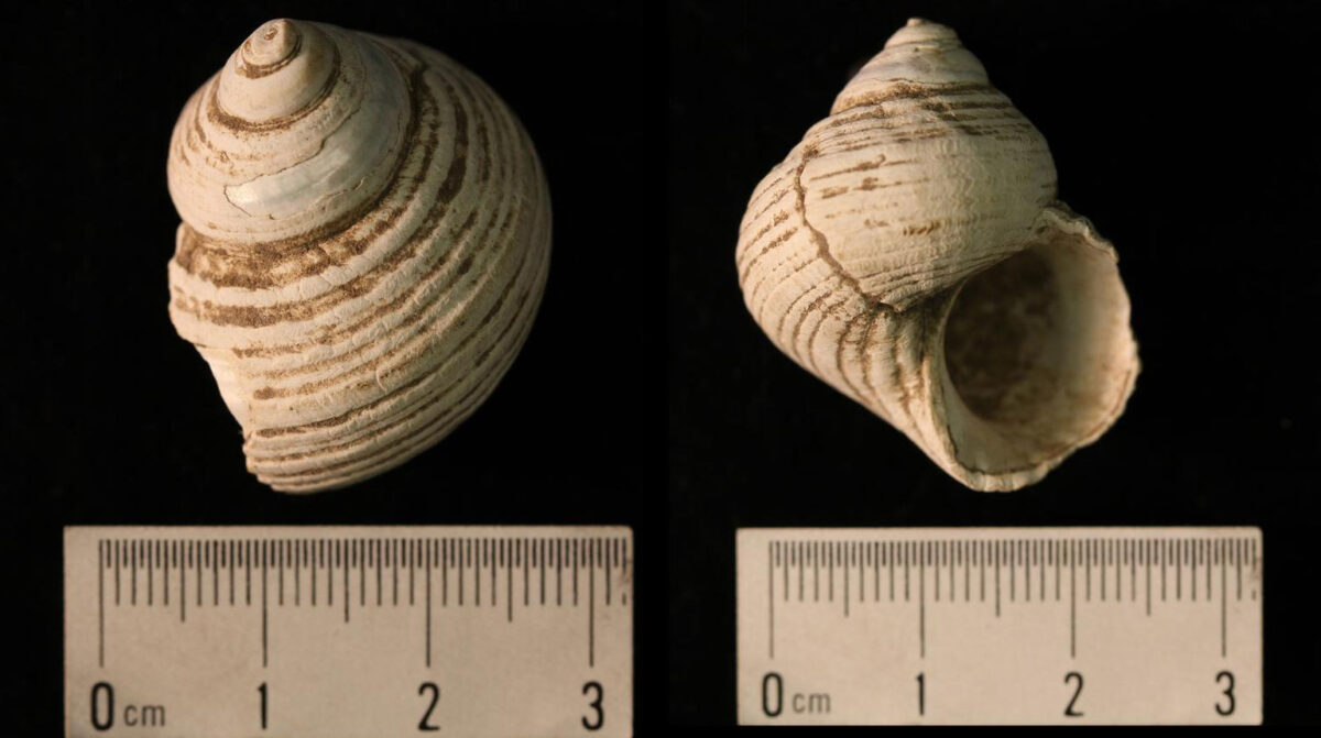 2-panel image showing two views of the fossil shell of an unidentified snail from the Pleistocene of Oahu. The shell coils in a spiral with spiral lines. The left view shows the spire of the shell, the right view shows the aperture (opening).
