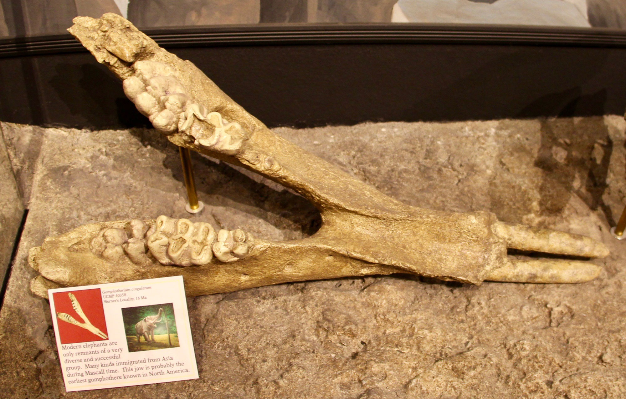 Photograph of the lower jaw of a gomphothere. The jaw has two short tusks protruding from its tip. The molars have multiple cusps and are mastodon-like.