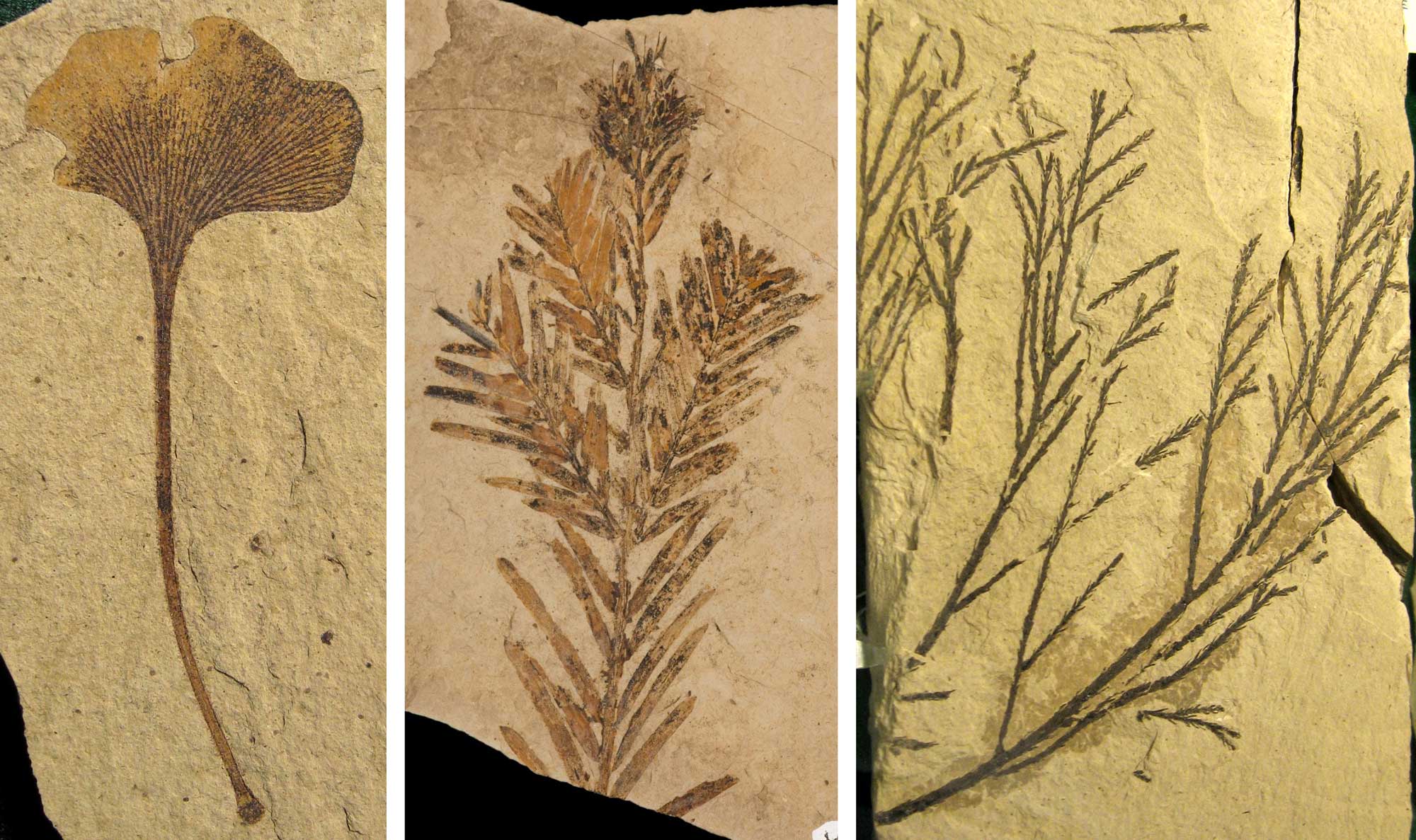3-panel image of photographs showing fossil gymnosperms from the Eocene of Republic, Washington. Panel 1. A long-stalk ginkgo leaf with a fan-shaped blade with forking veins. Panel 2. Branchlets (small branches) of a dawn redwood with needle-like leaves. Panel 3. Graceful branches of water pine with scale-like leaves.