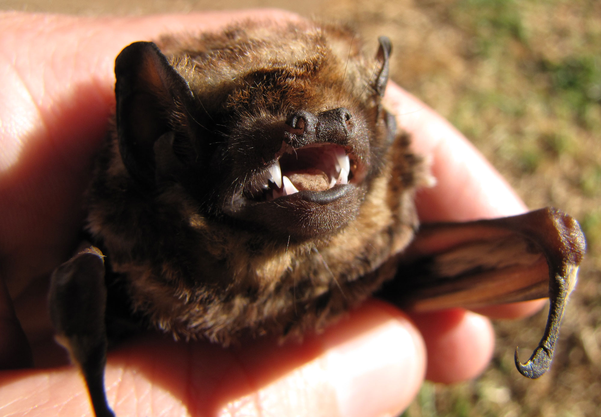 Photograph of a Hawaiian hoary bat. The bat is being held in a human hand and has its face toward the camera. Its mouth is slightly open, showing four pointed teeth in the front.