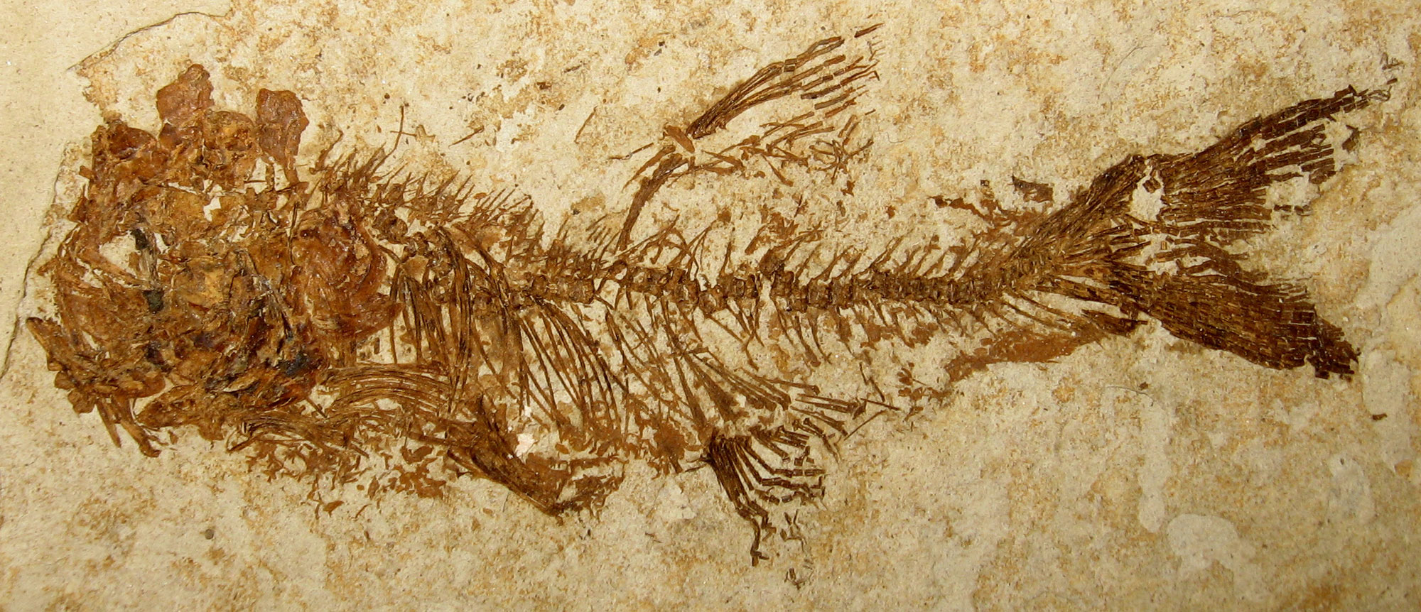 Photograph of a fossil mooneye fish from the of Eocene Republic, Washington. The fish appears relatively complete but the bones are not quite in life position.