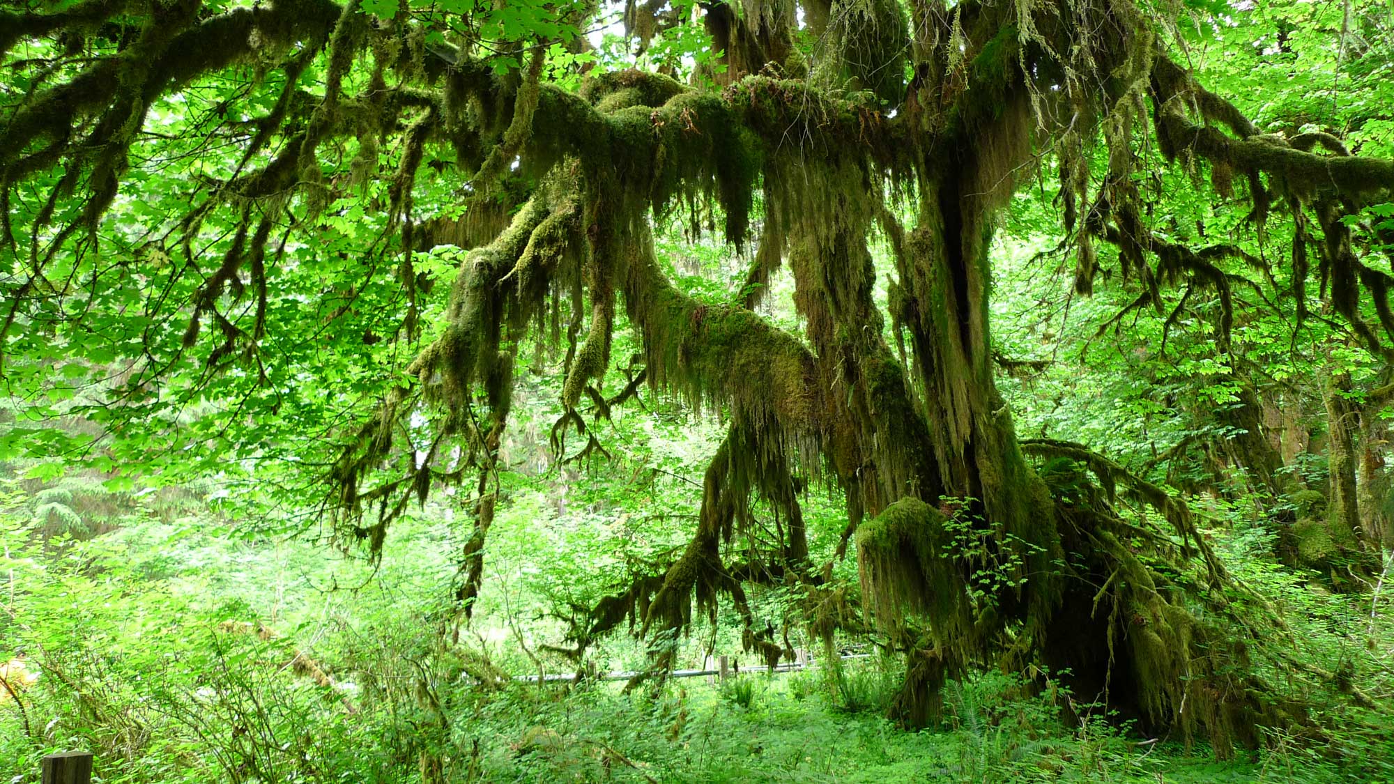 Photograph of a tree in the Hoh Rain Forest, Olympic National Park, Washington. The trunks and branches of the tree are heavily covered with hanging moss.