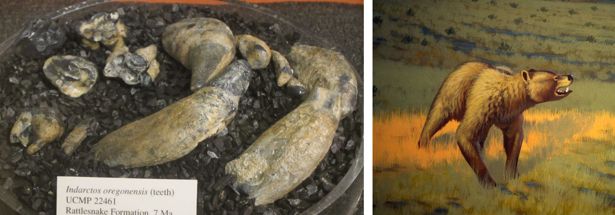 2-panel figure of the short-faced bear from the Miocene Rattlesnake Formation. Panel 1: Photograph of fossil teeth in a tray of gravel. The teeth appear to include canines and molars. Panel 2: Detail of a mural showing a short-faced bear as it may have appeared in life. The bear has long legs and is standing in a grassy landscape.