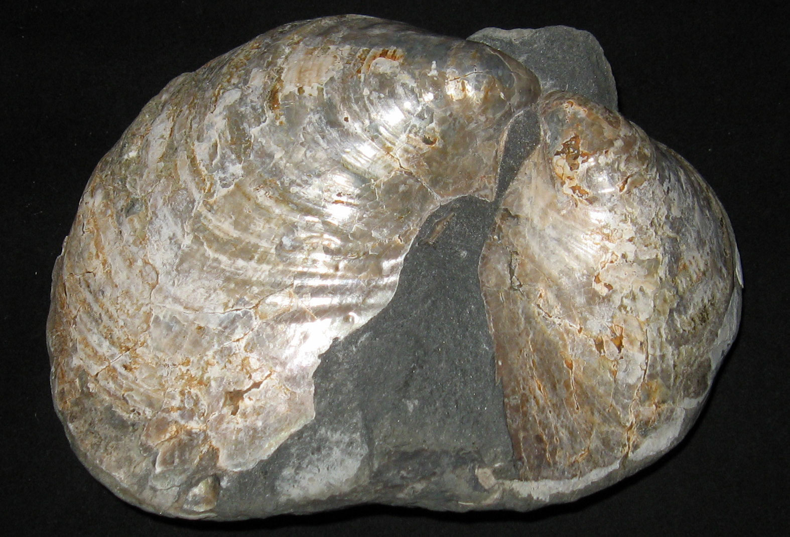 Photograph of a large fossil bivalve, Inoceramus, from Little Sucia Island, Washington. The bilvalve has both valves preserved and the hinge can be seen. The shell is off-shite and shiny.