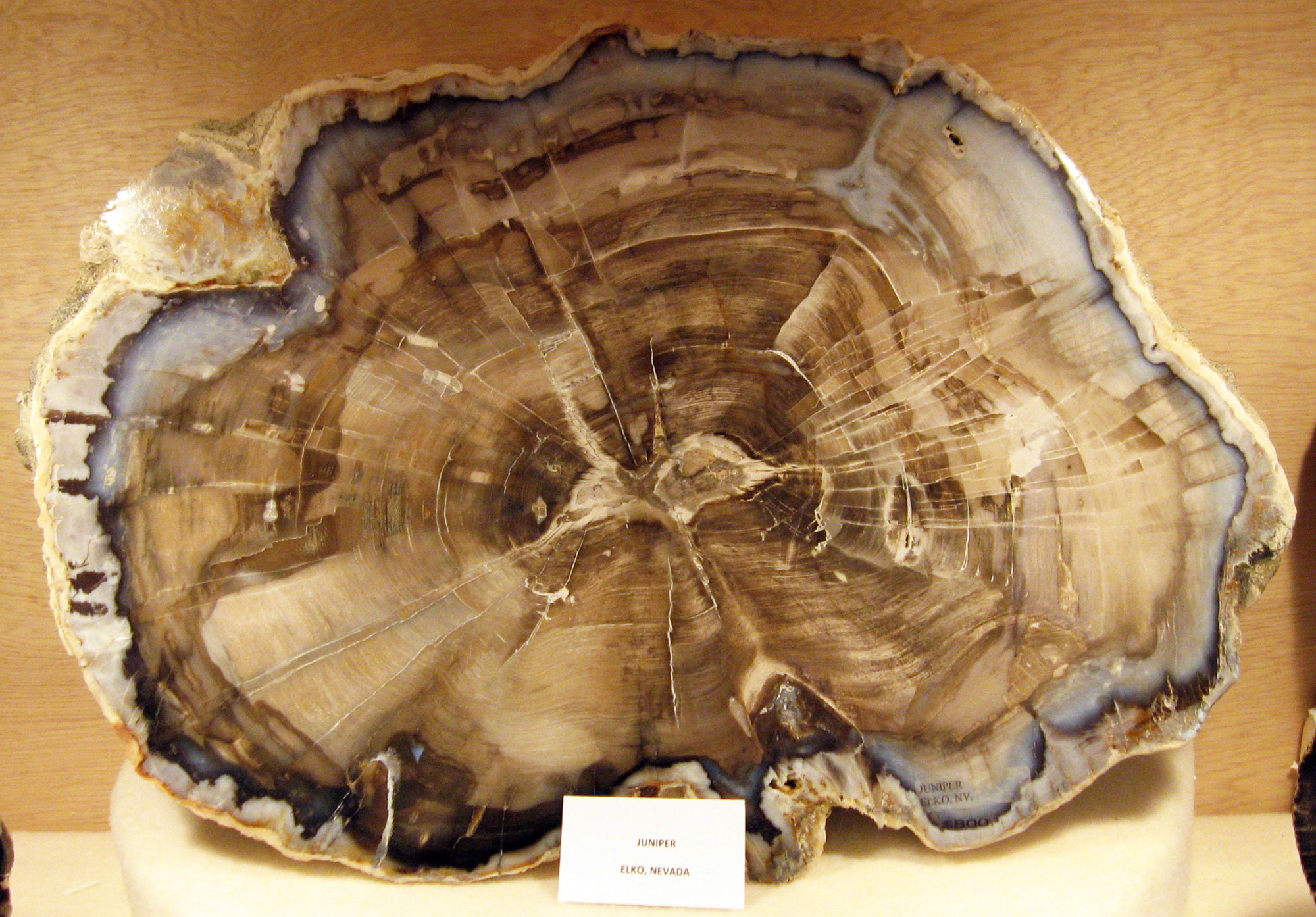 Photograph of a cut and polished section of petrified juniper wood from the Oligocene of Nevada.