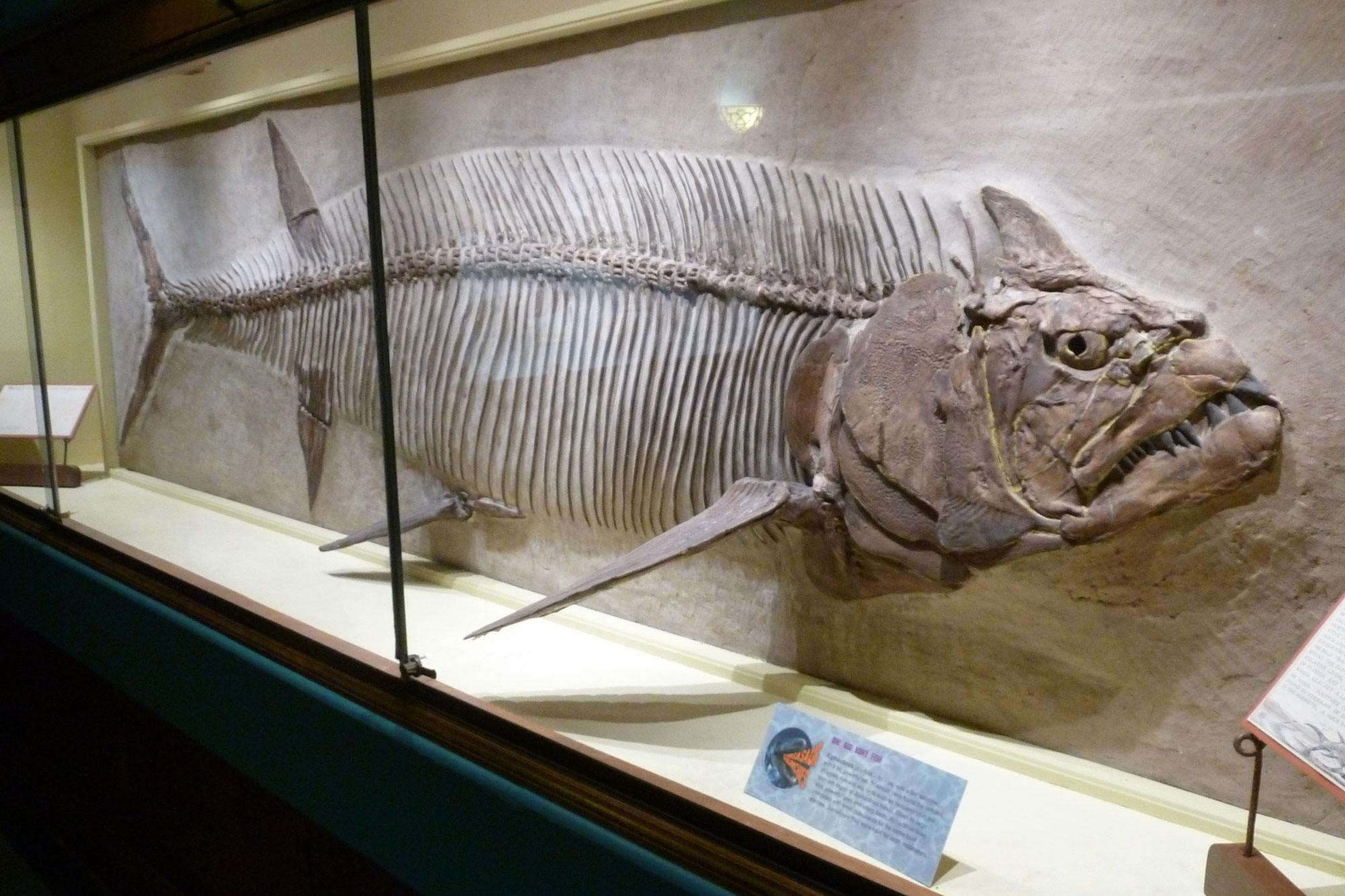 Photograph of a large fossil fish, Xiphactinus, skeleton on display at the University of Kansas Natural History Museum in Lawrence, Kansas.