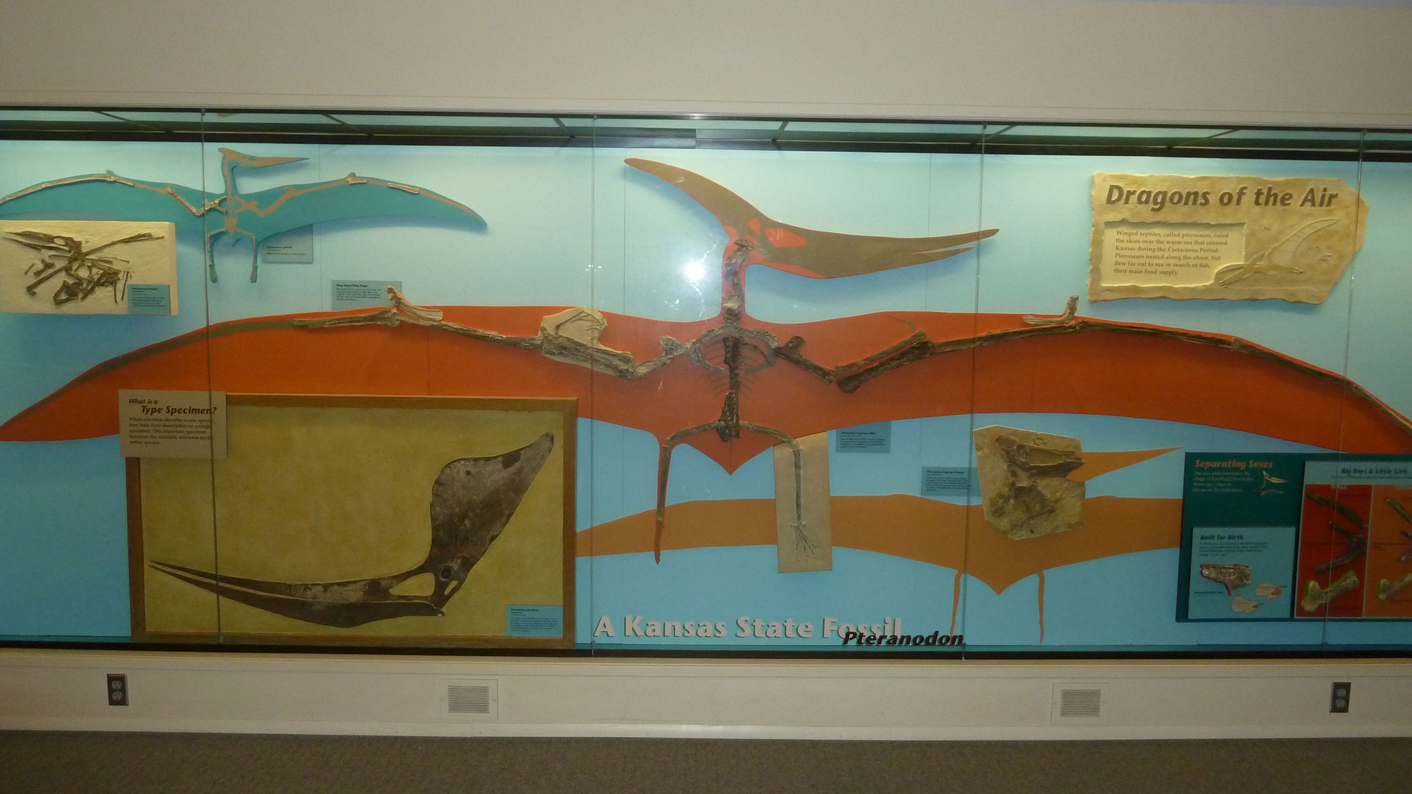 Partial skeleton of Pteranodon on display at the Sternberg Museum of Natural History in Hays, Kansas.