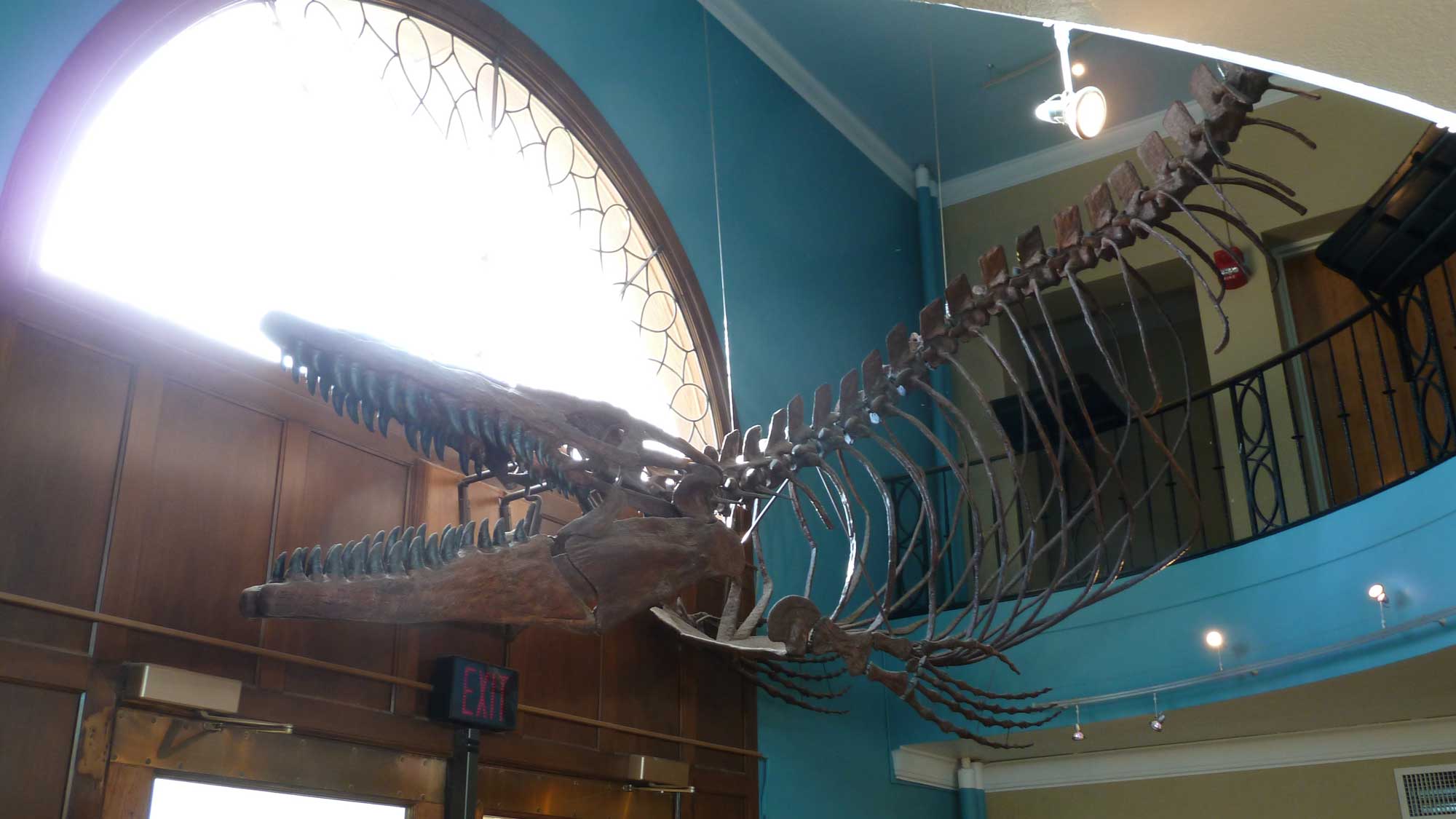 Photograph of a skeleton of Tylosaurus on display at the University of Kansas Museum of Natural History in Lawrence, Kansas.