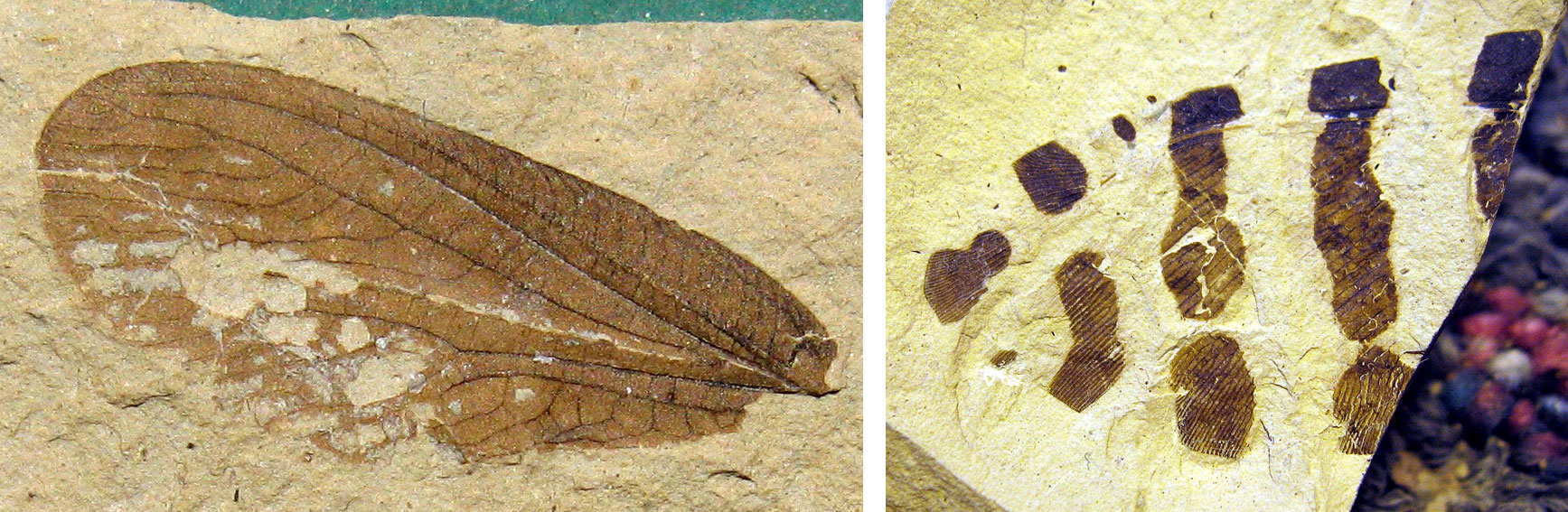 2-panel image of photographs showing fossil moth lacewings from the Eocene of Republic, Washington. Panel 1. A wing with net-like venation. Panel 2. A wing with vertical stripes preserved.